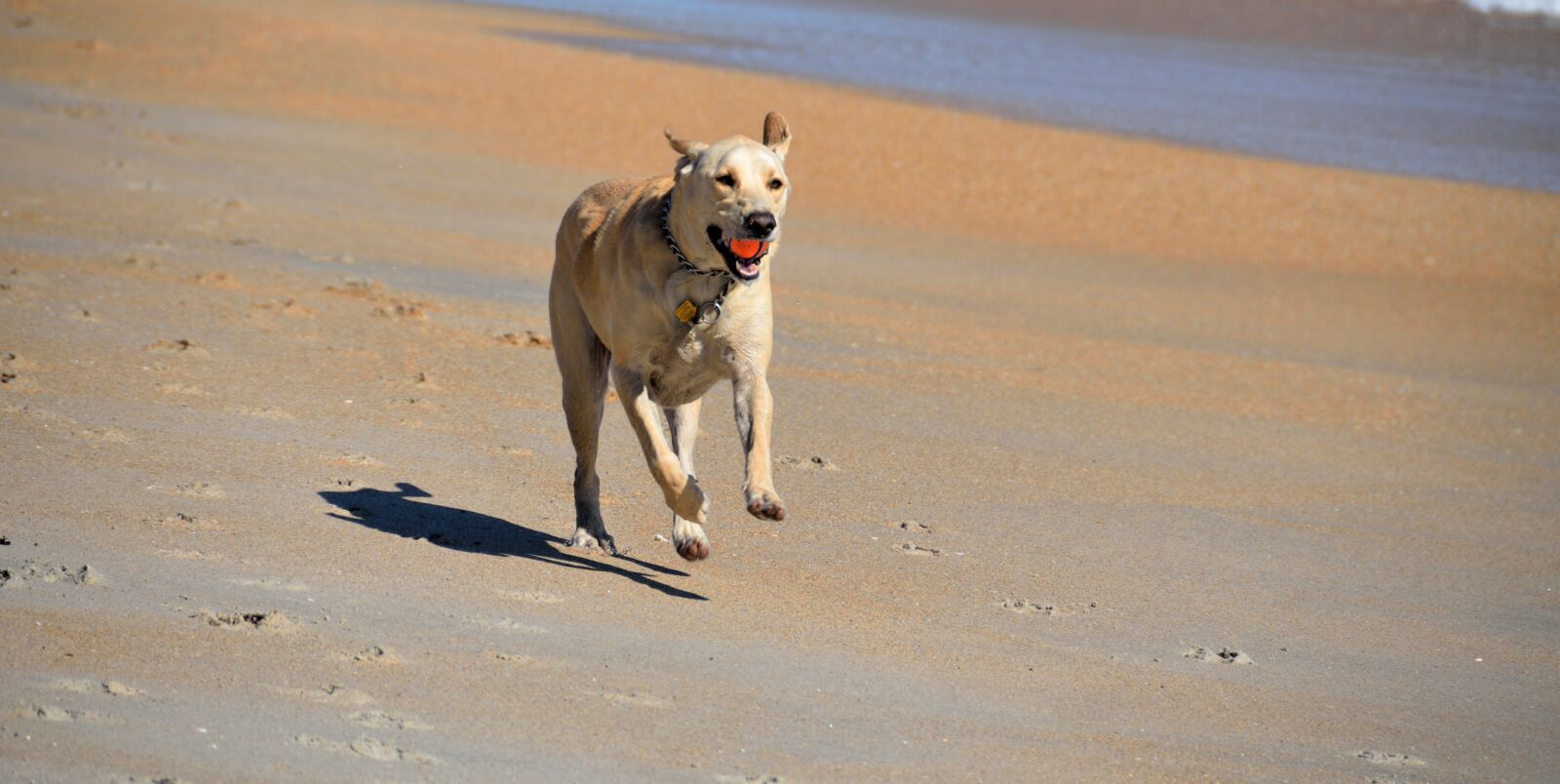 Nikon D7000 sample photo. Dog, fetching ball, beach photography