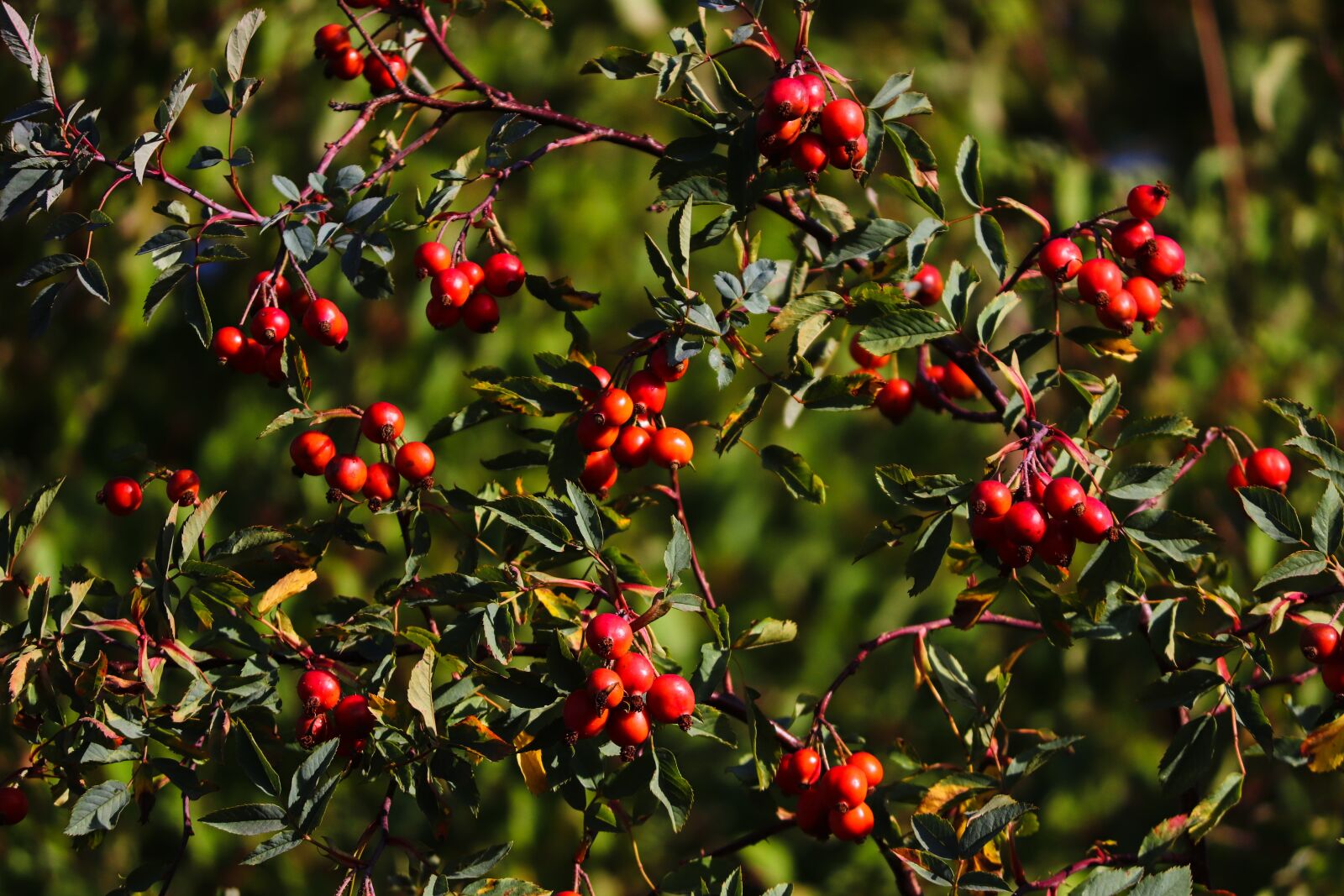 Canon EOS 200D (EOS Rebel SL2 / EOS Kiss X9) sample photo. Rose hip, bush, rosebush photography