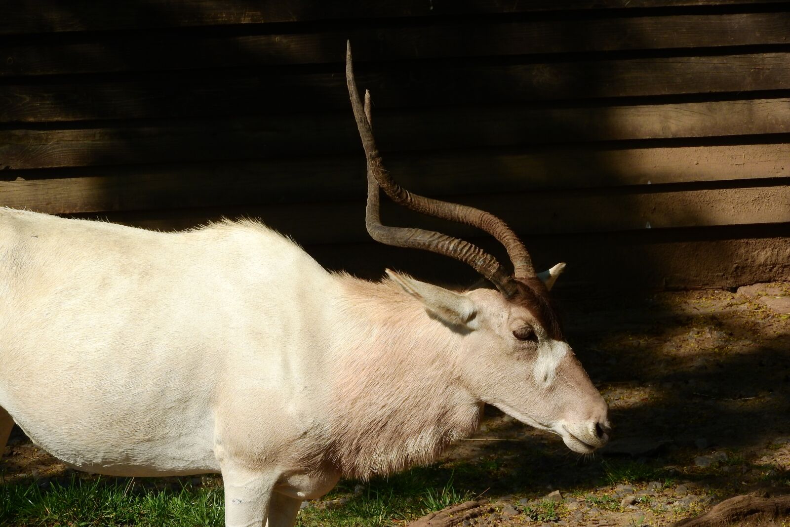 Nikon Coolpix P610 sample photo. Addax, the antelope, corners photography