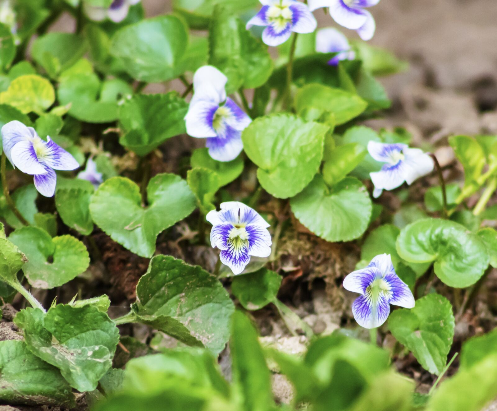 Canon EF75-300mm f/4-5.6 sample photo. Violet, flower, flowers photography