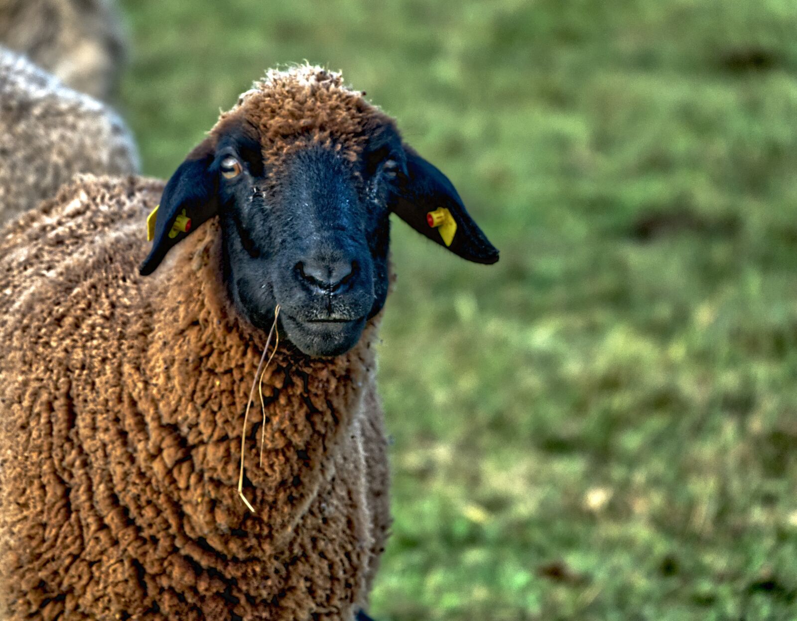 Sony Cyber-shot DSC-RX10 III sample photo. Sheep, black, animal photography