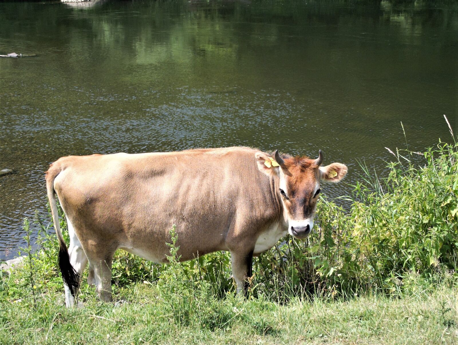 Fujifilm X10 sample photo. Cow, nature, beef photography