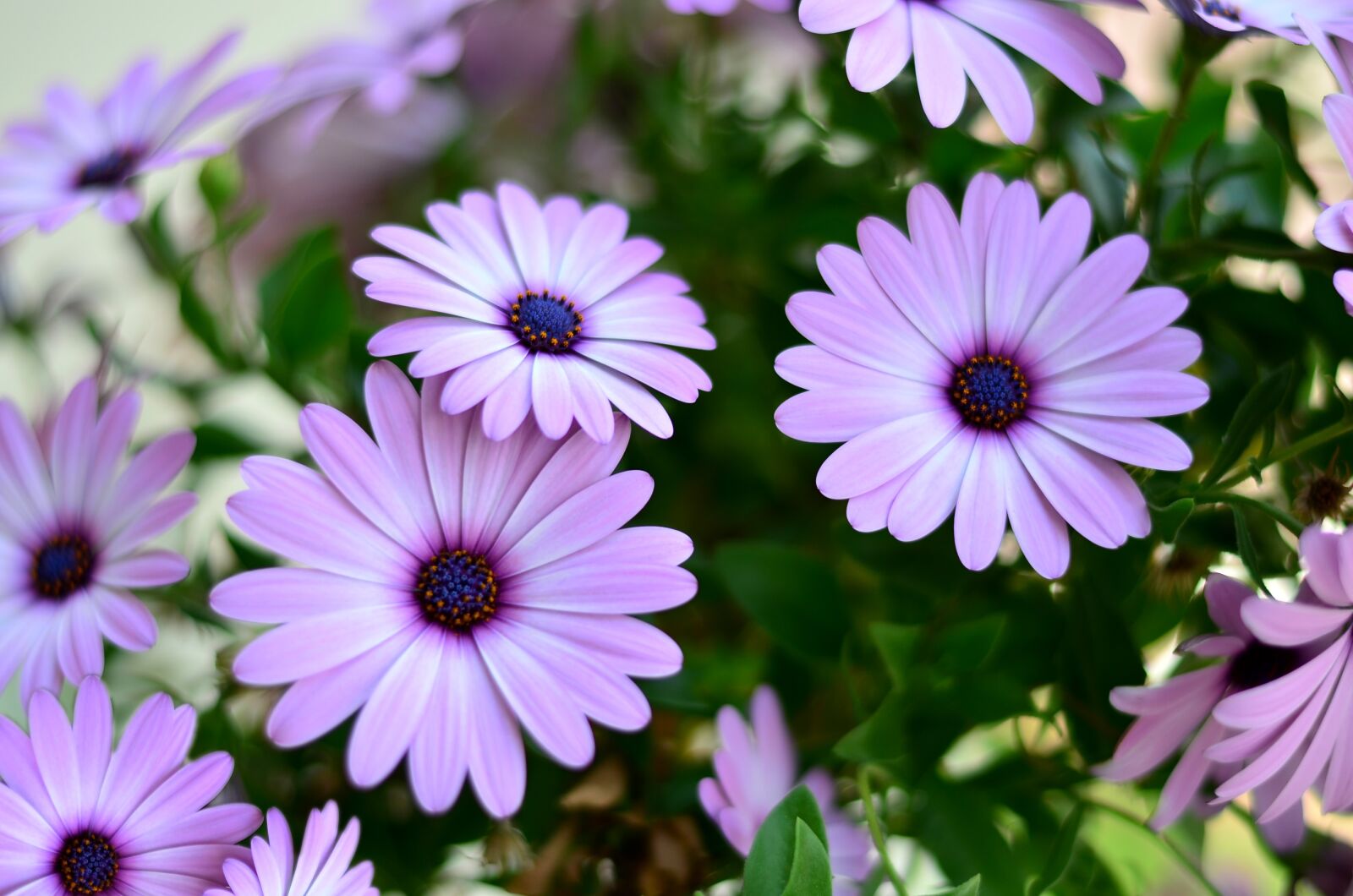 Nikon D5100 sample photo. Flower, green, plant photography