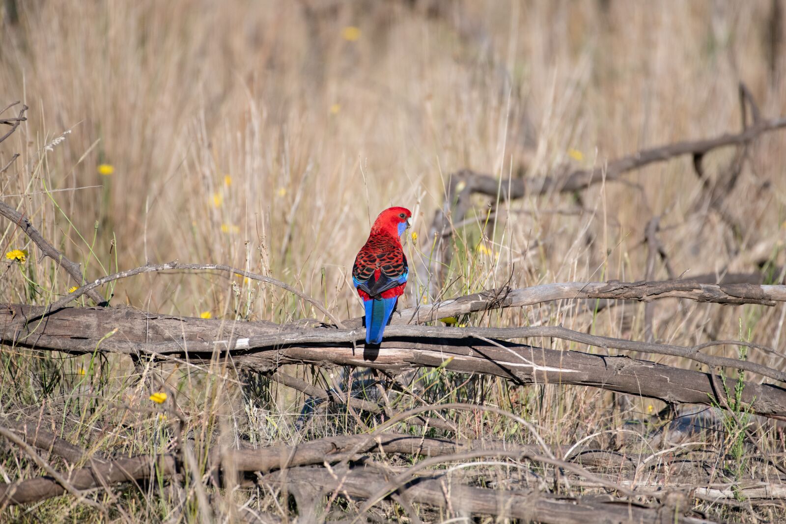 Nikon D850 sample photo. Crimson rosella, platycercus, elegans photography