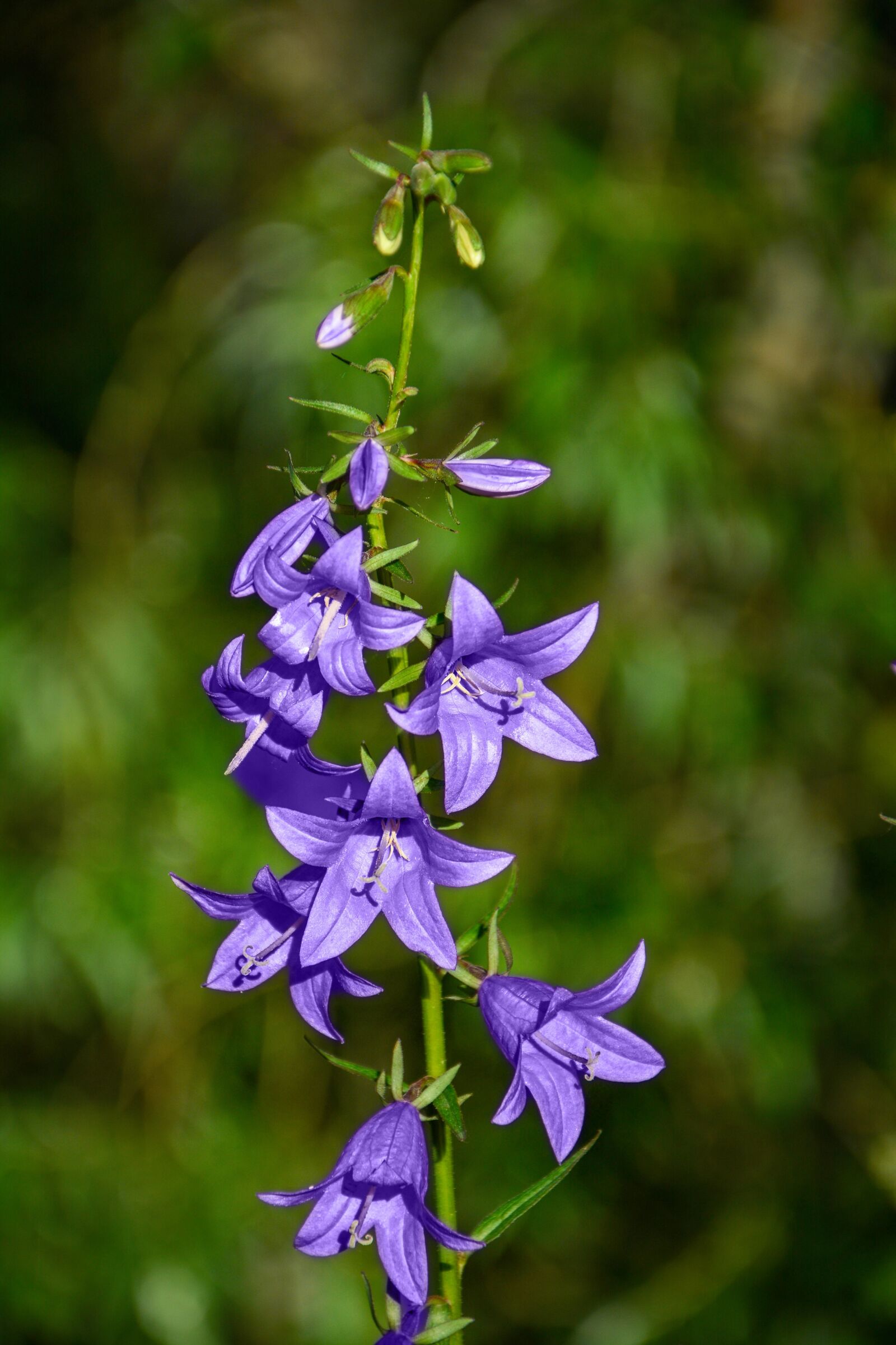 Nikon D7100 sample photo. Bellflower, close-up, detail photography