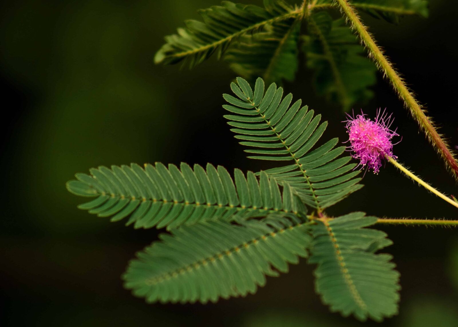 Nikon D3300 sample photo. Green leaf, flora, fern photography