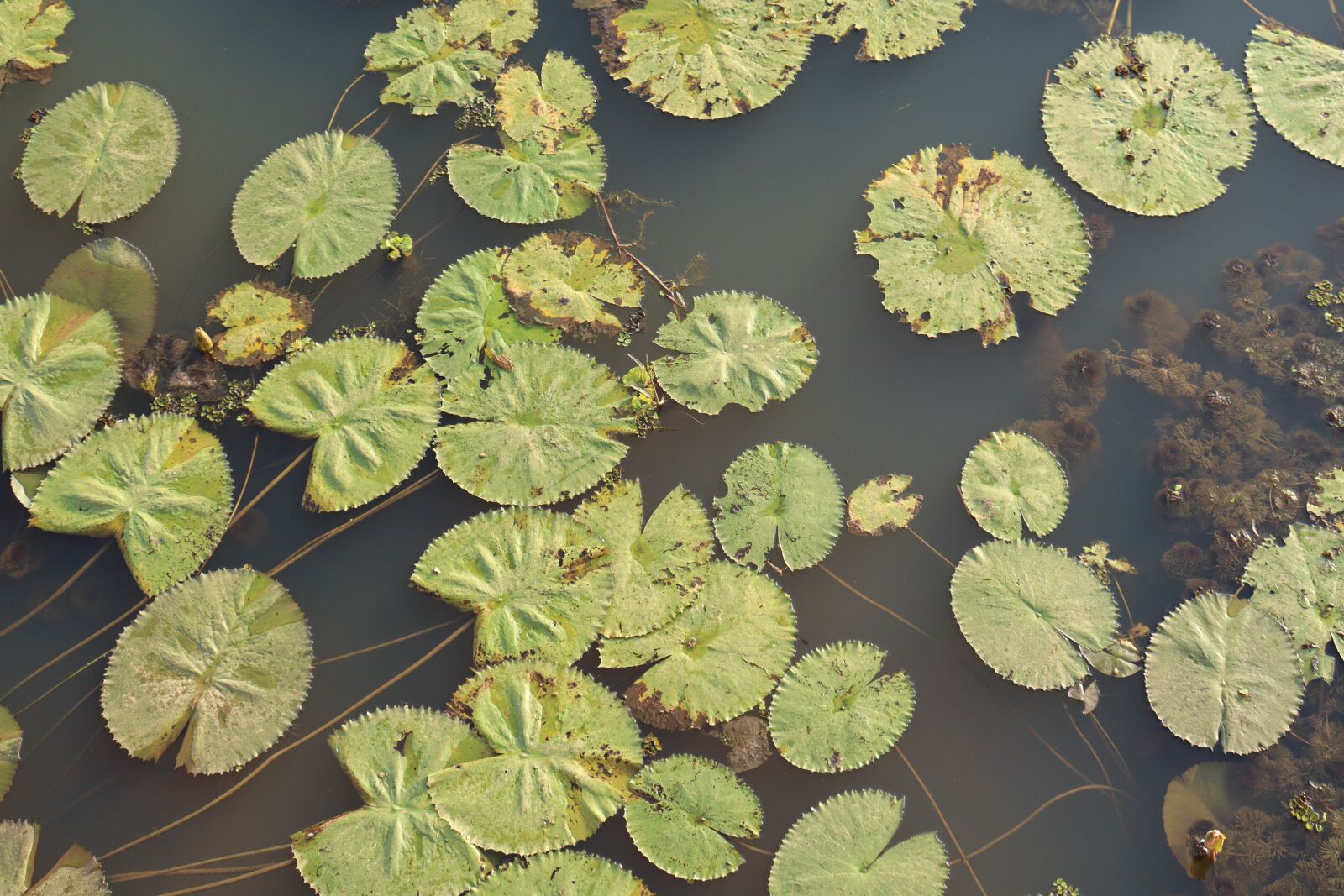 Canon EOS 250D (EOS Rebel SL3 / EOS Kiss X10 / EOS 200D II) sample photo. Kerala, water, leaf photography