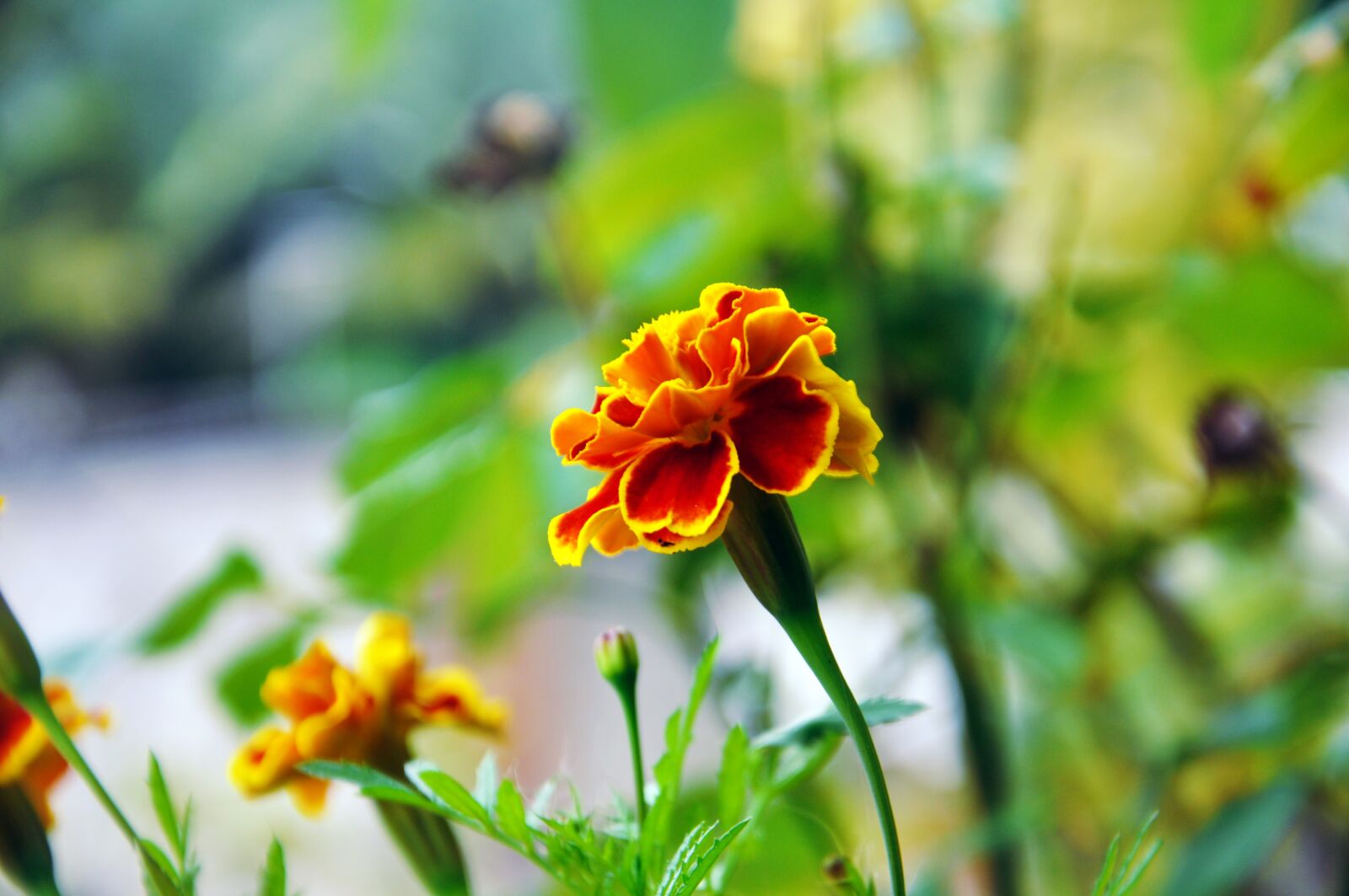 Nikon D90 sample photo. Flower, roses, nature photography