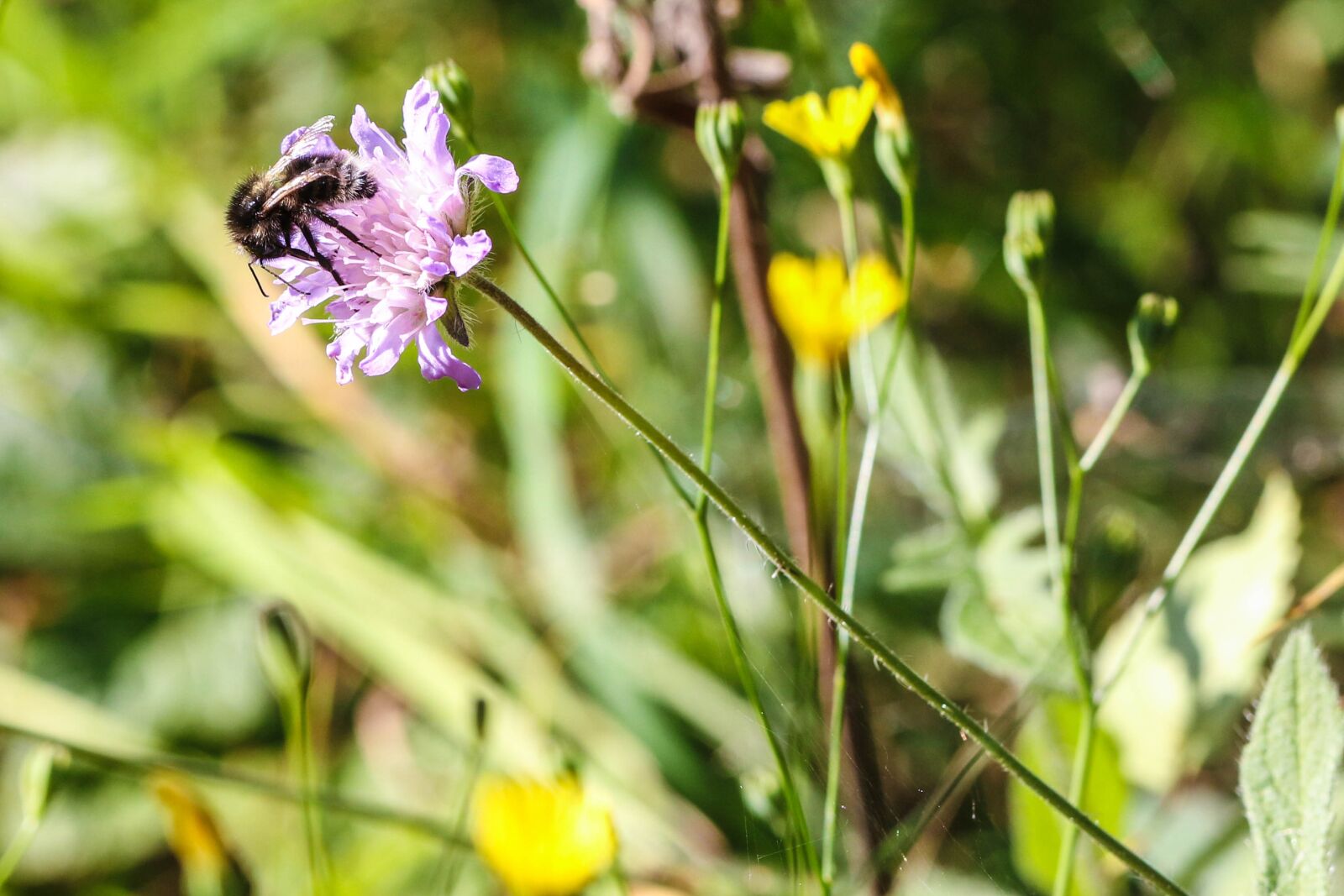 Canon EOS 7D Mark II sample photo. Insect, nature, flower photography