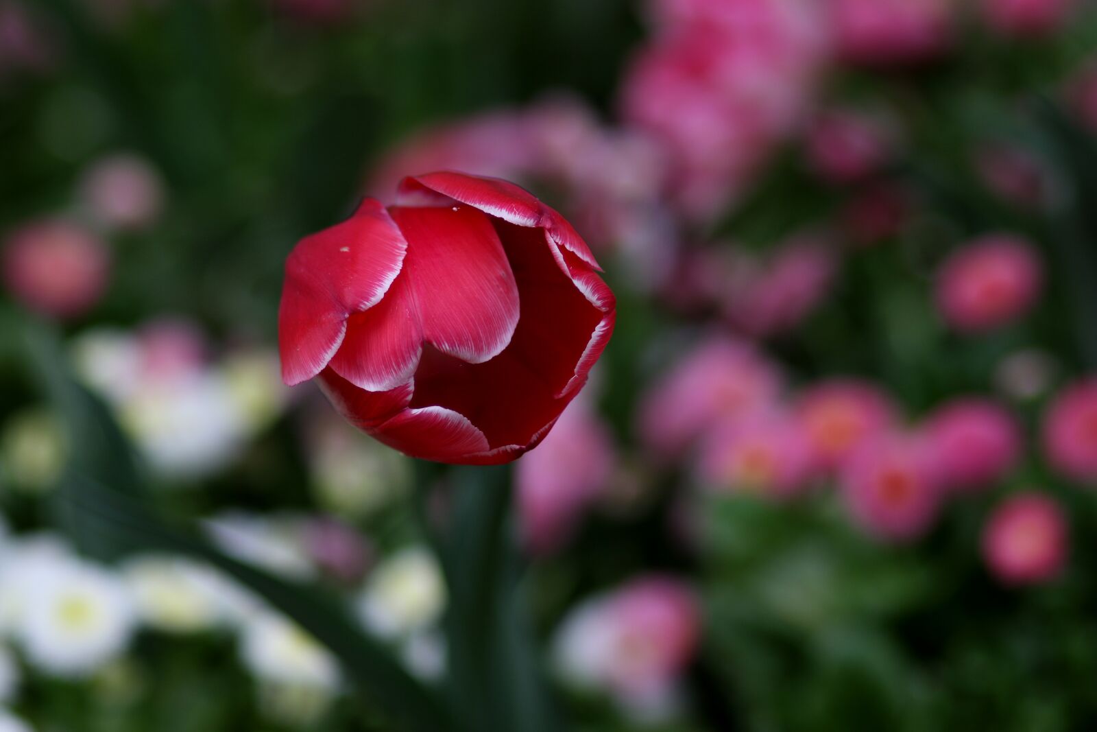 Canon EF 85mm F1.8 USM sample photo. Tulips, flowers, spring photography