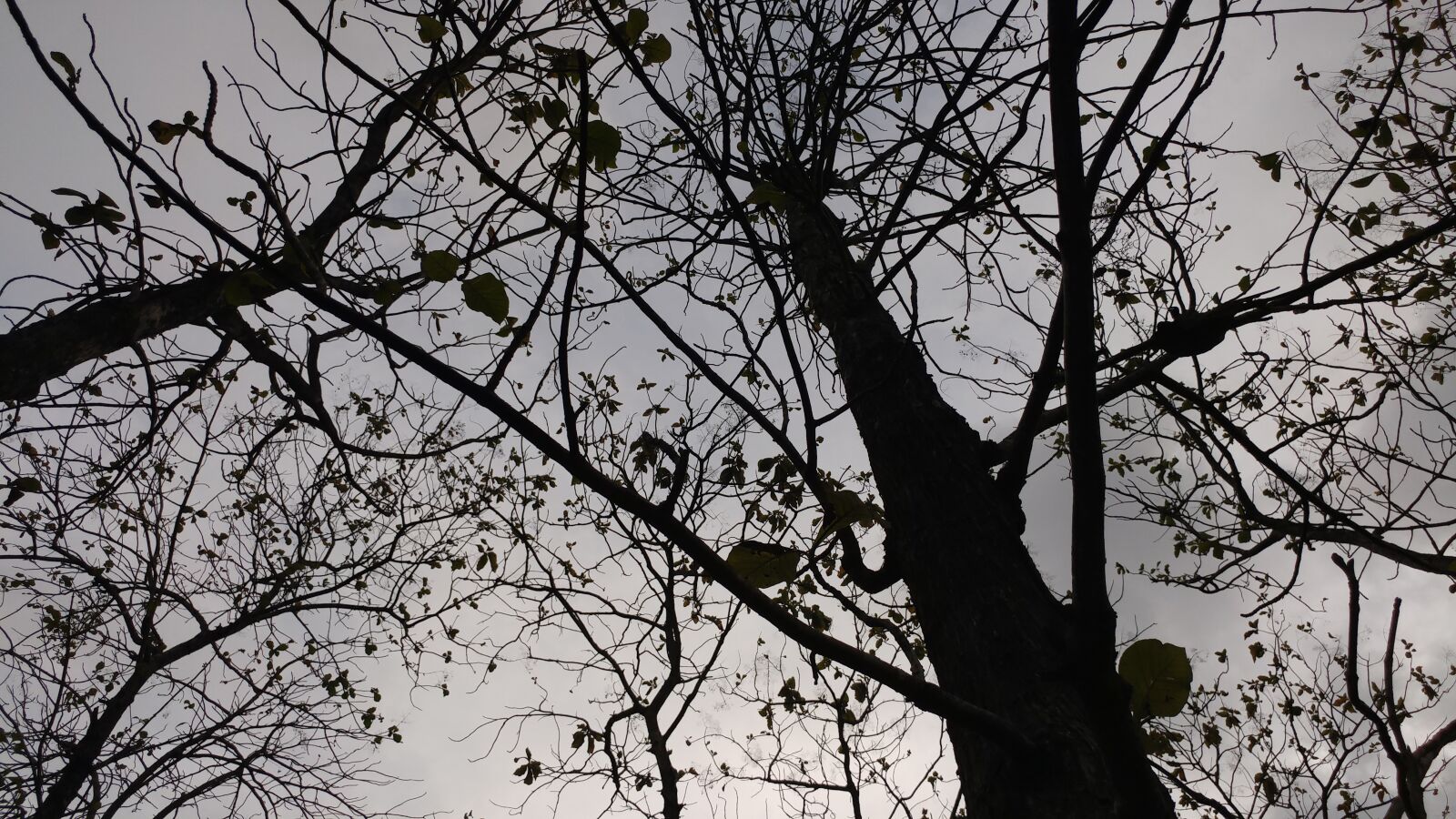 LG G5 sample photo. Silhouette, trees, ecology photography