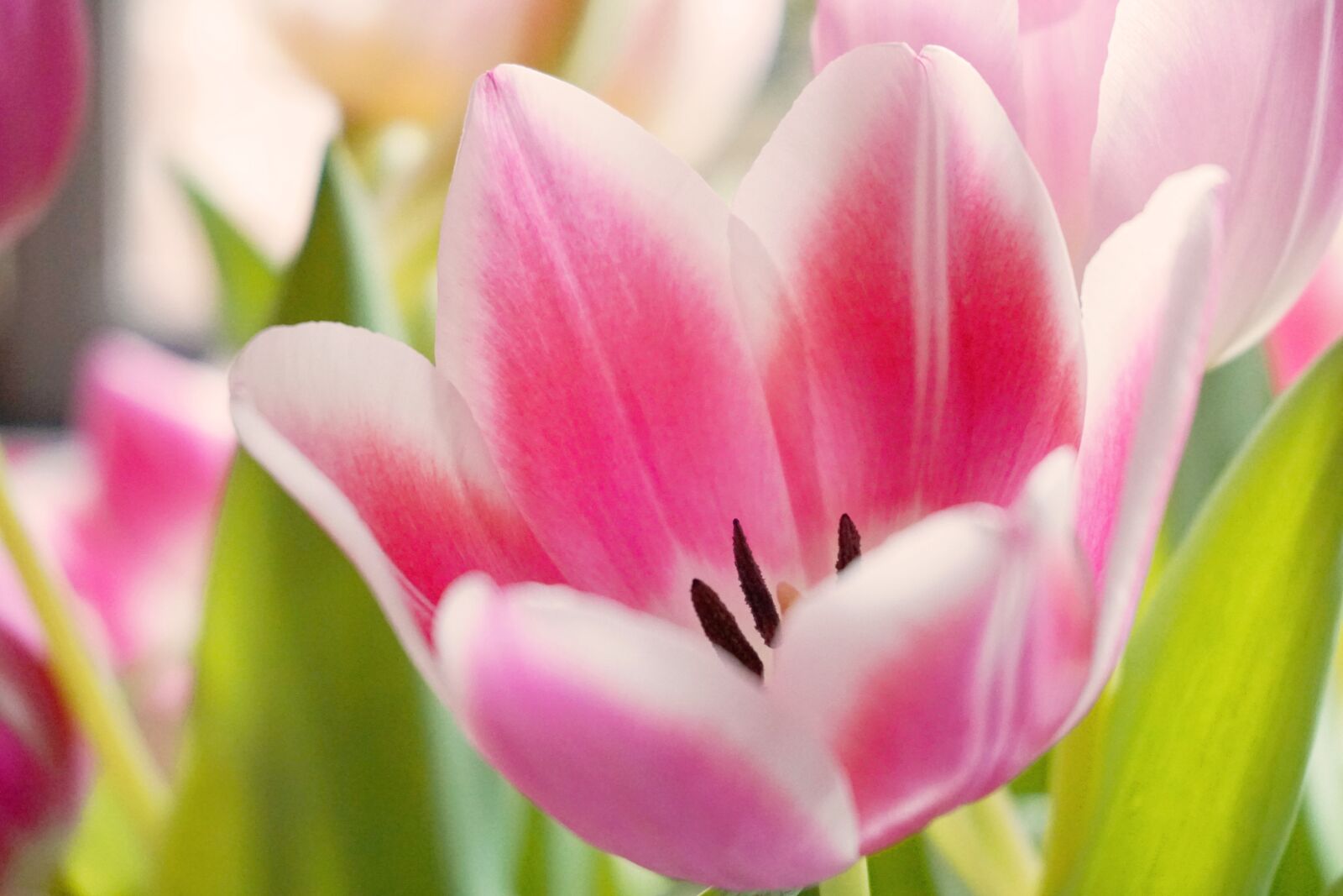 Sony a6300 sample photo. Tulip, flower, tulips photography