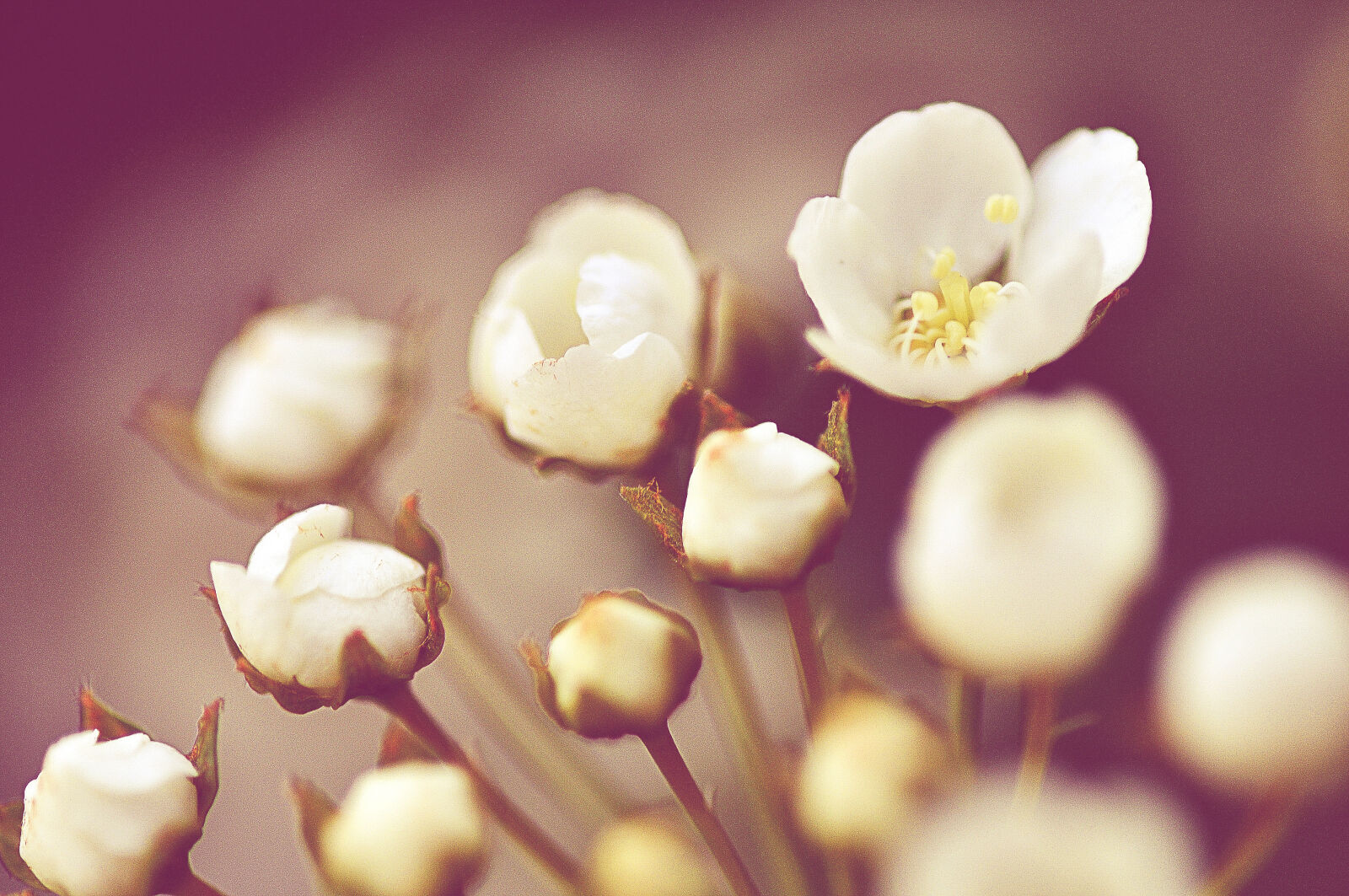 Nikon D5000 sample photo. Flower, macro, vintage photography