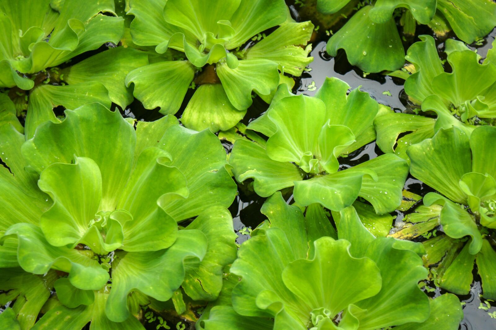 Sony SLT-A33 sample photo. Lotus, leaf, green photography