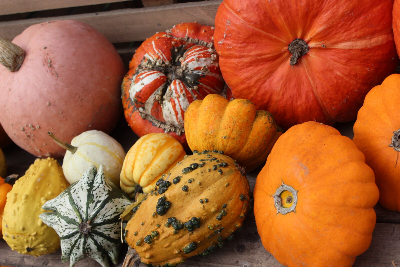 Canon EOS 600D (Rebel EOS T3i / EOS Kiss X5) sample photo. Pumpkins, agriculture, harvest photography