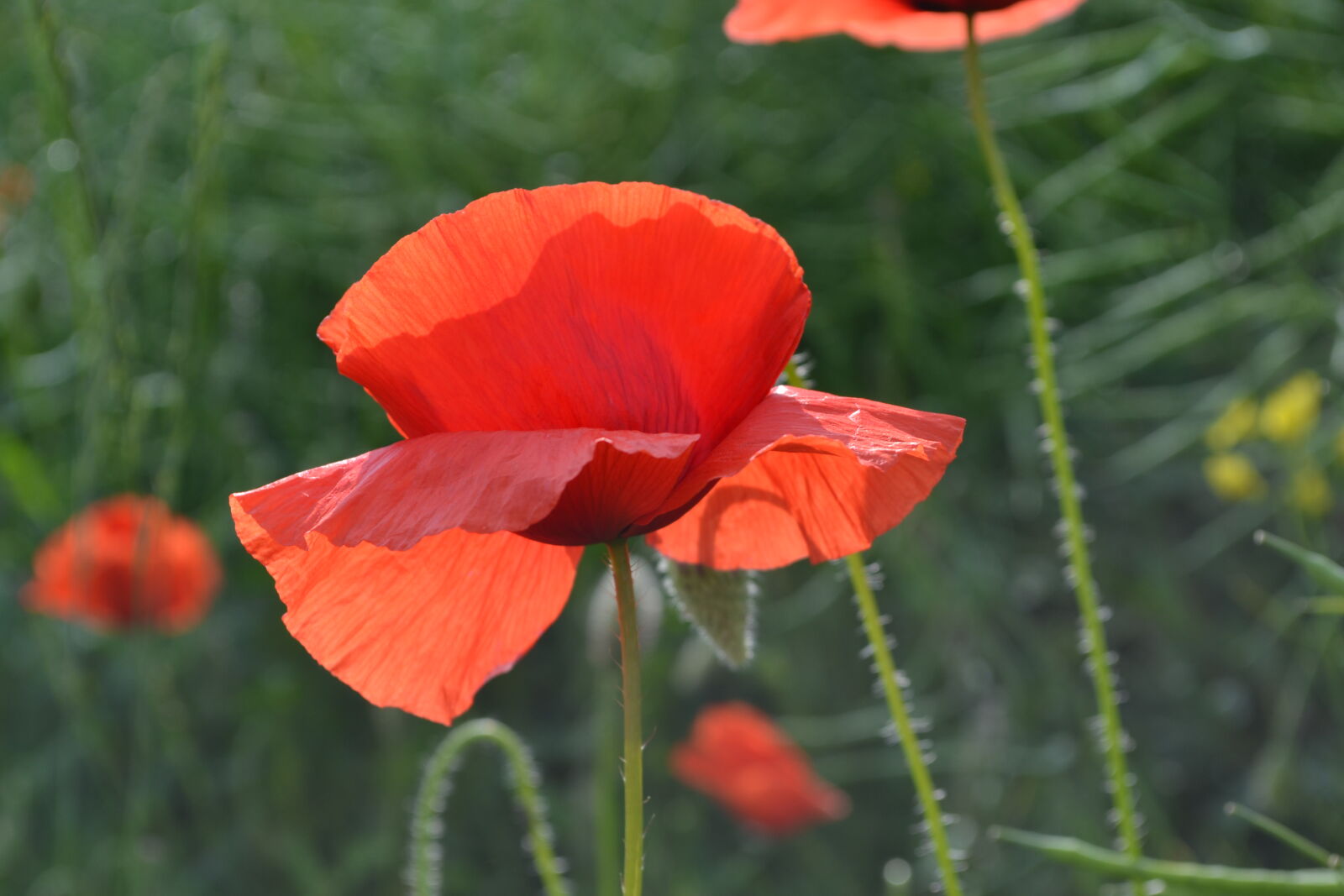 Nikon D3100 sample photo