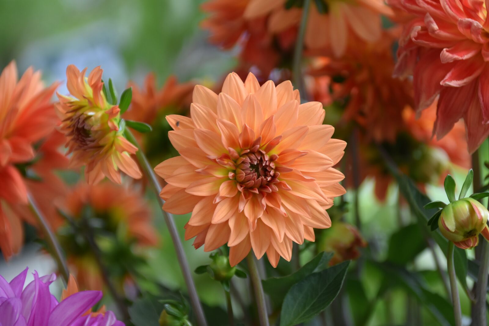 Nikon D5600 sample photo. Flower, flower color orange photography