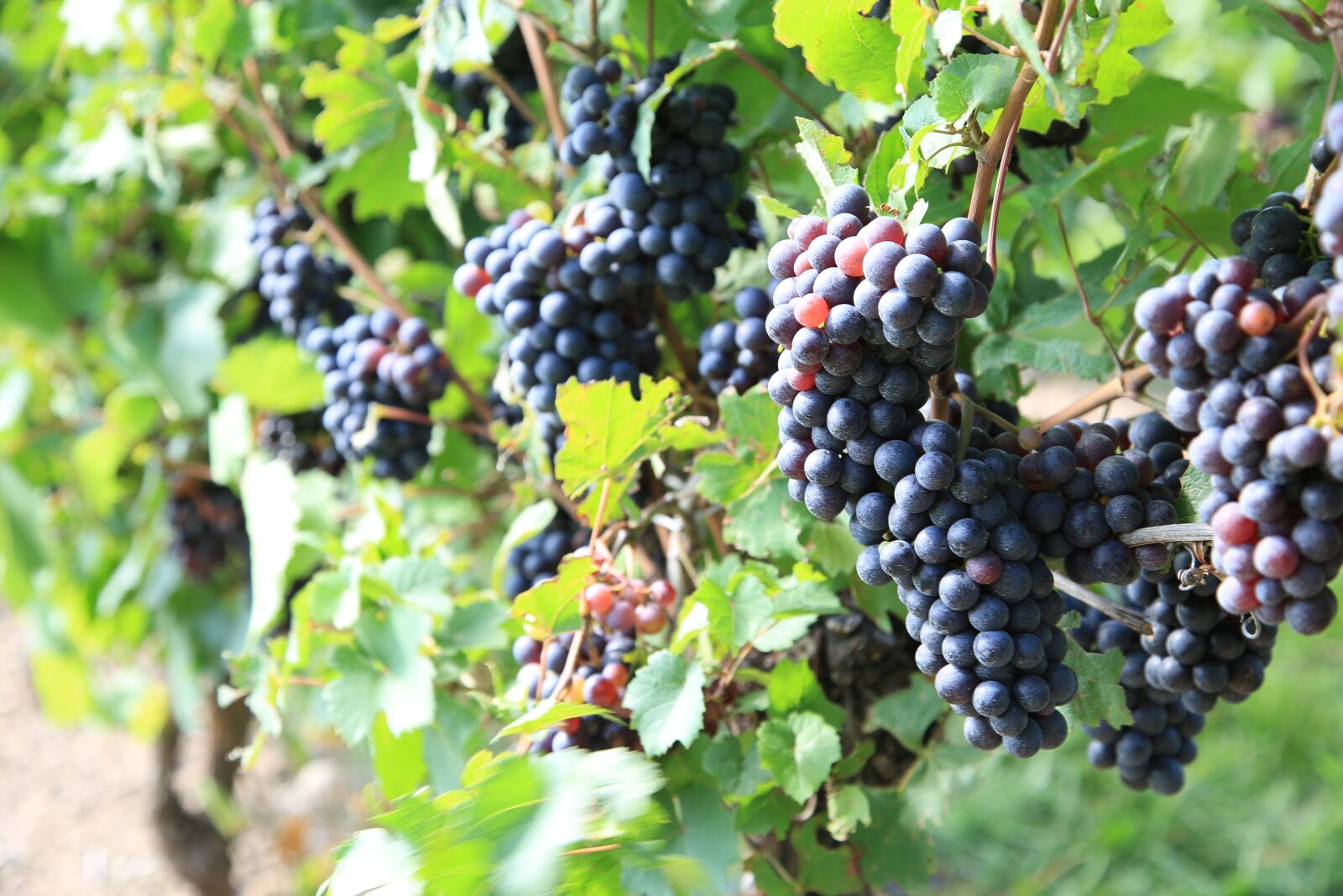 Canon EOS 6D + Canon EF 24-105mm F4L IS USM sample photo. Grapes, vineyard, the vine photography