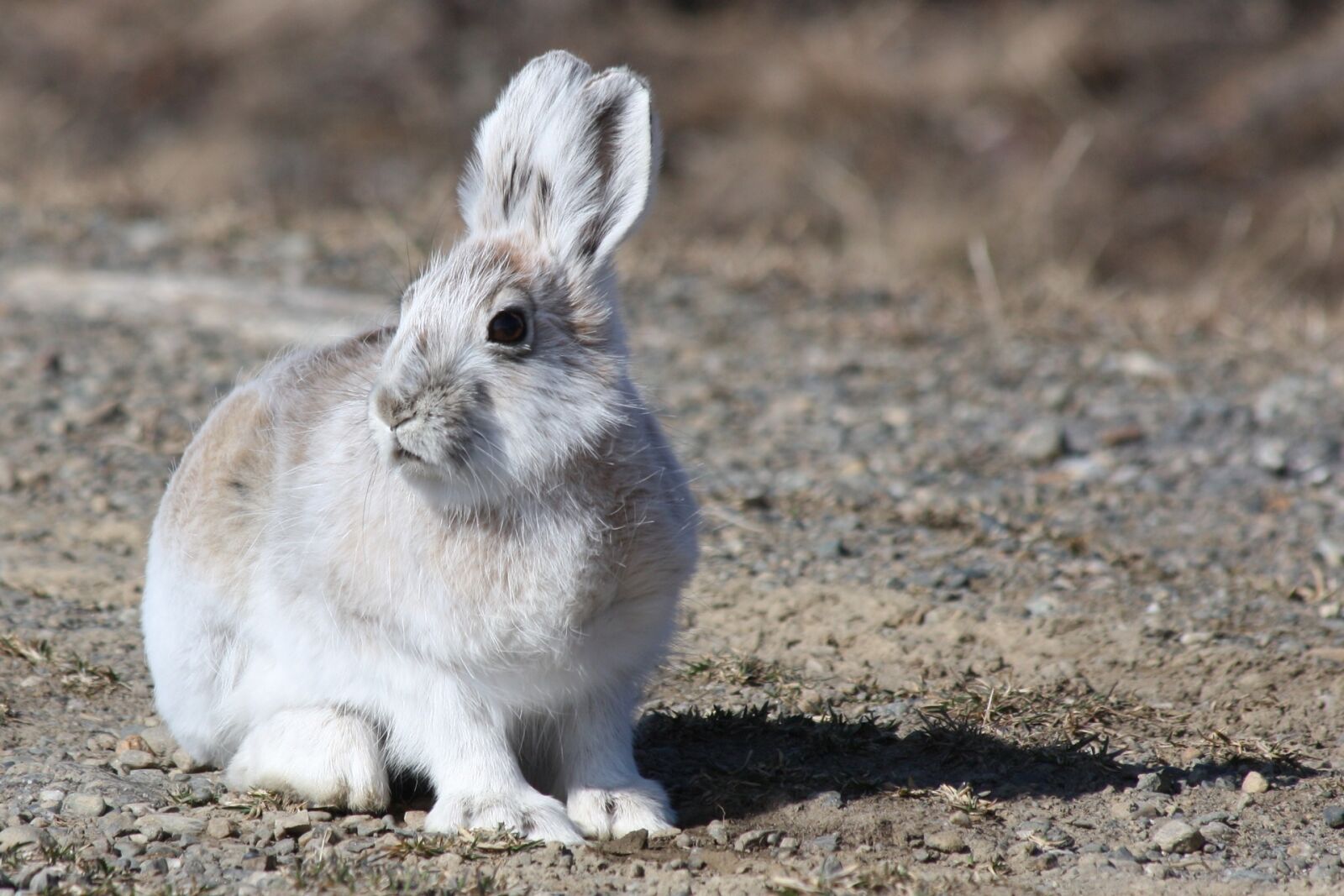 Canon EOS 450D (EOS Rebel XSi / EOS Kiss X2) sample photo. Arctic hare, rabbit, bunny photography
