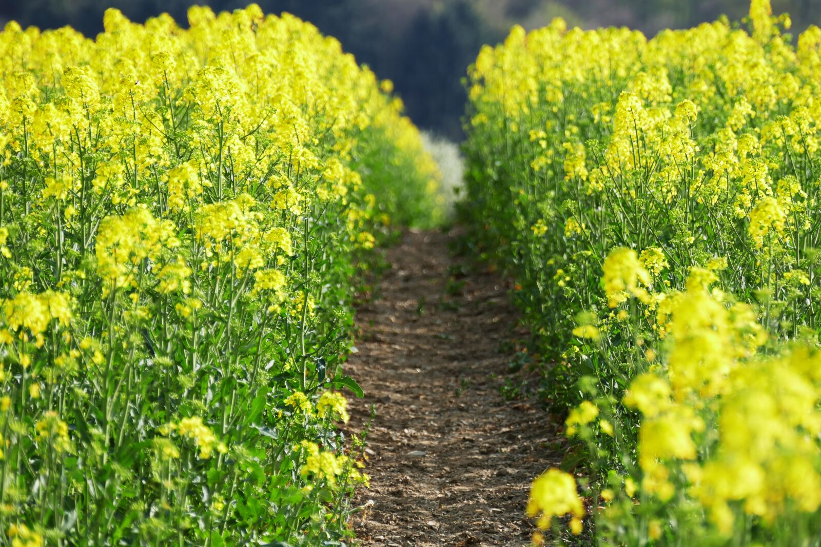 Panasonic Lumix DMC-FZ1000 sample photo. Field of rapeseeds, yellow photography