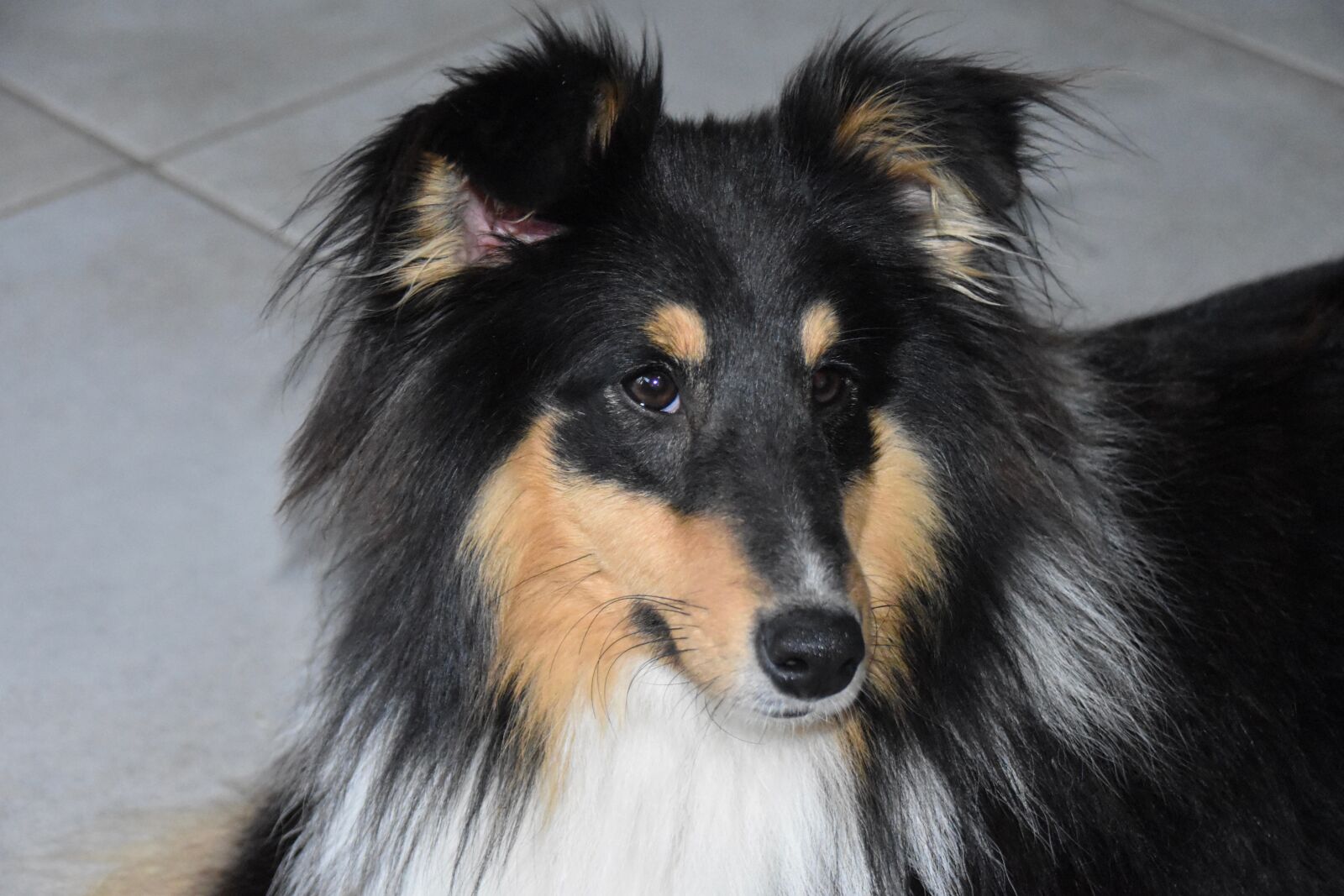 Nikon D5600 sample photo. Dog, shetland sheepdog, pup photography