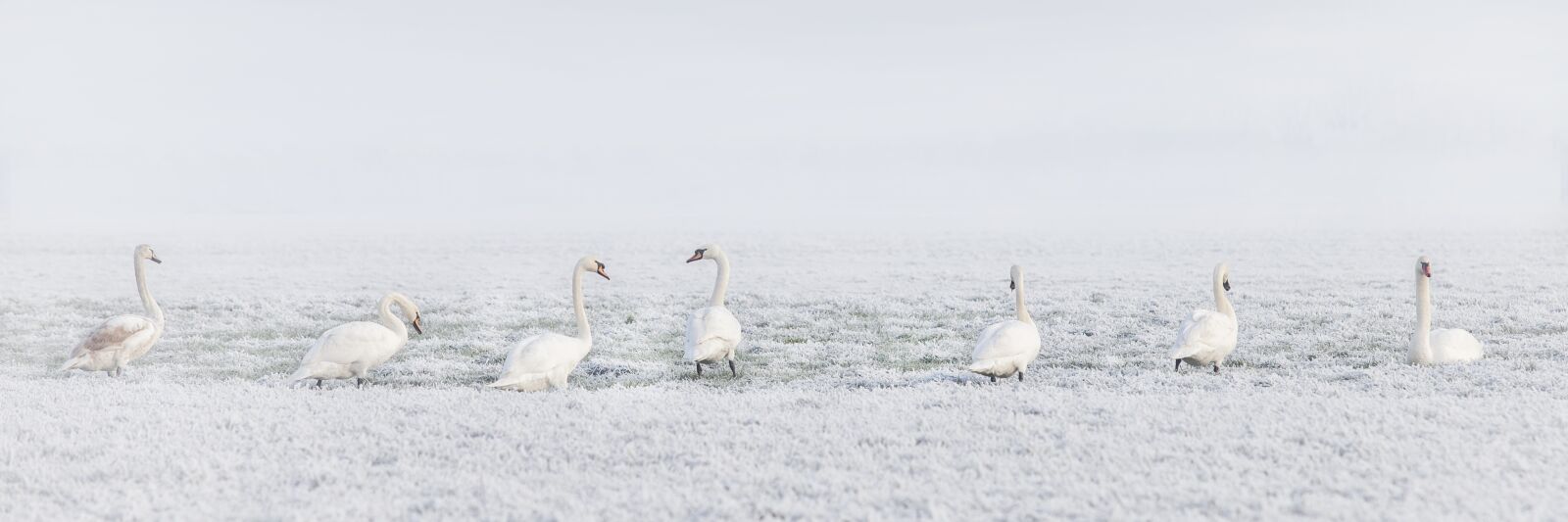 Canon EOS 5D Mark II + Canon EF 70-200mm F2.8L USM sample photo. Winter, swans, swan photography