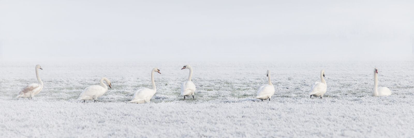 Canon EF 70-200mm F2.8L USM sample photo. Winter, swans, swan photography