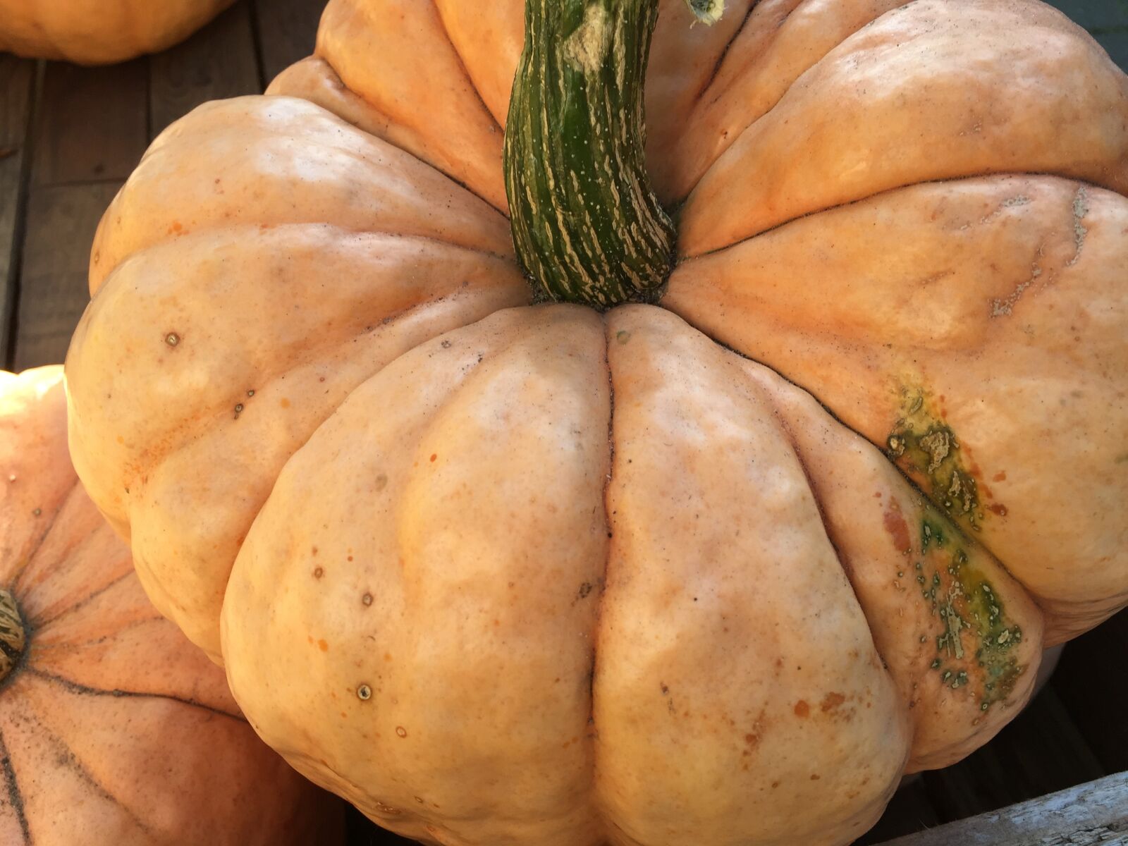 iPhone 6 Plus back camera 4.15mm f/2.2 sample photo. Pumpkin, close up, autumn photography