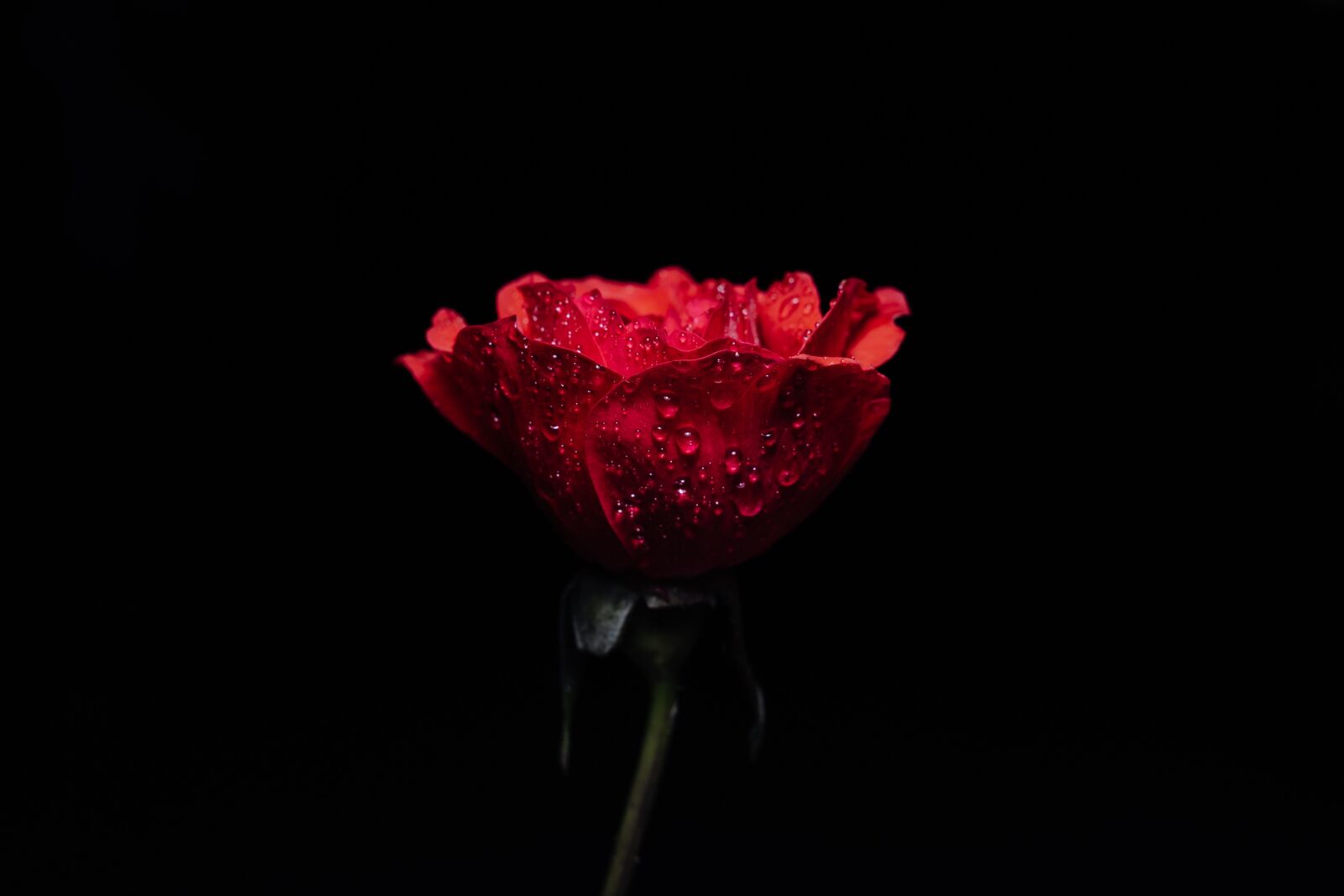 Sony a7 III sample photo. Rose, flowers, red photography