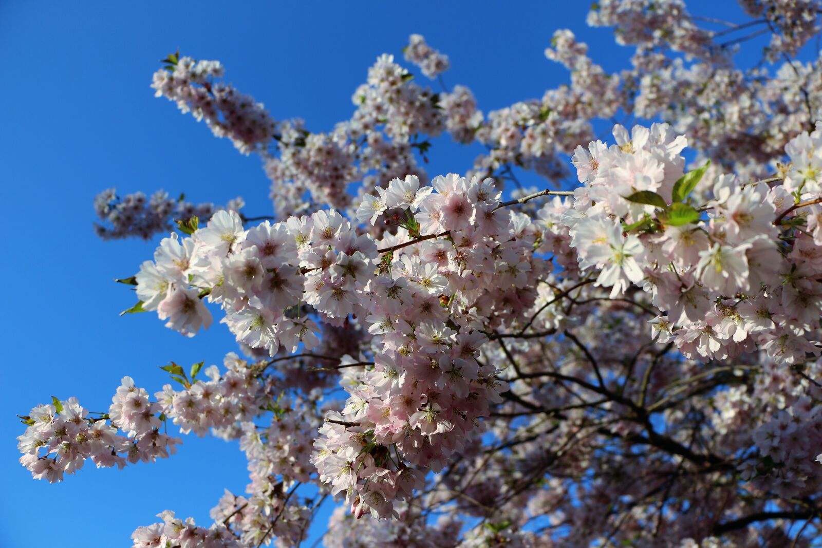 Canon EOS 700D (EOS Rebel T5i / EOS Kiss X7i) sample photo. Almond blossom, mandelbaeumchen, spring photography