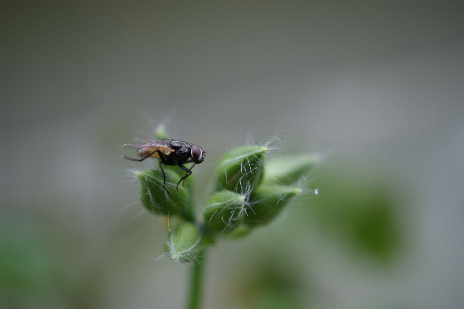 Sony Alpha DSLR-A390 sample photo. Nature, the, field photography