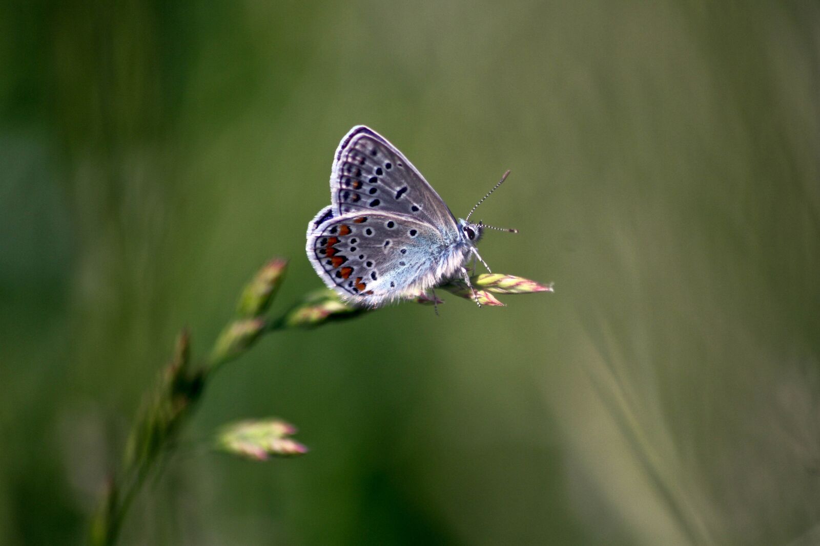 Canon EOS 7D sample photo. Butterfly, macro, insects photography