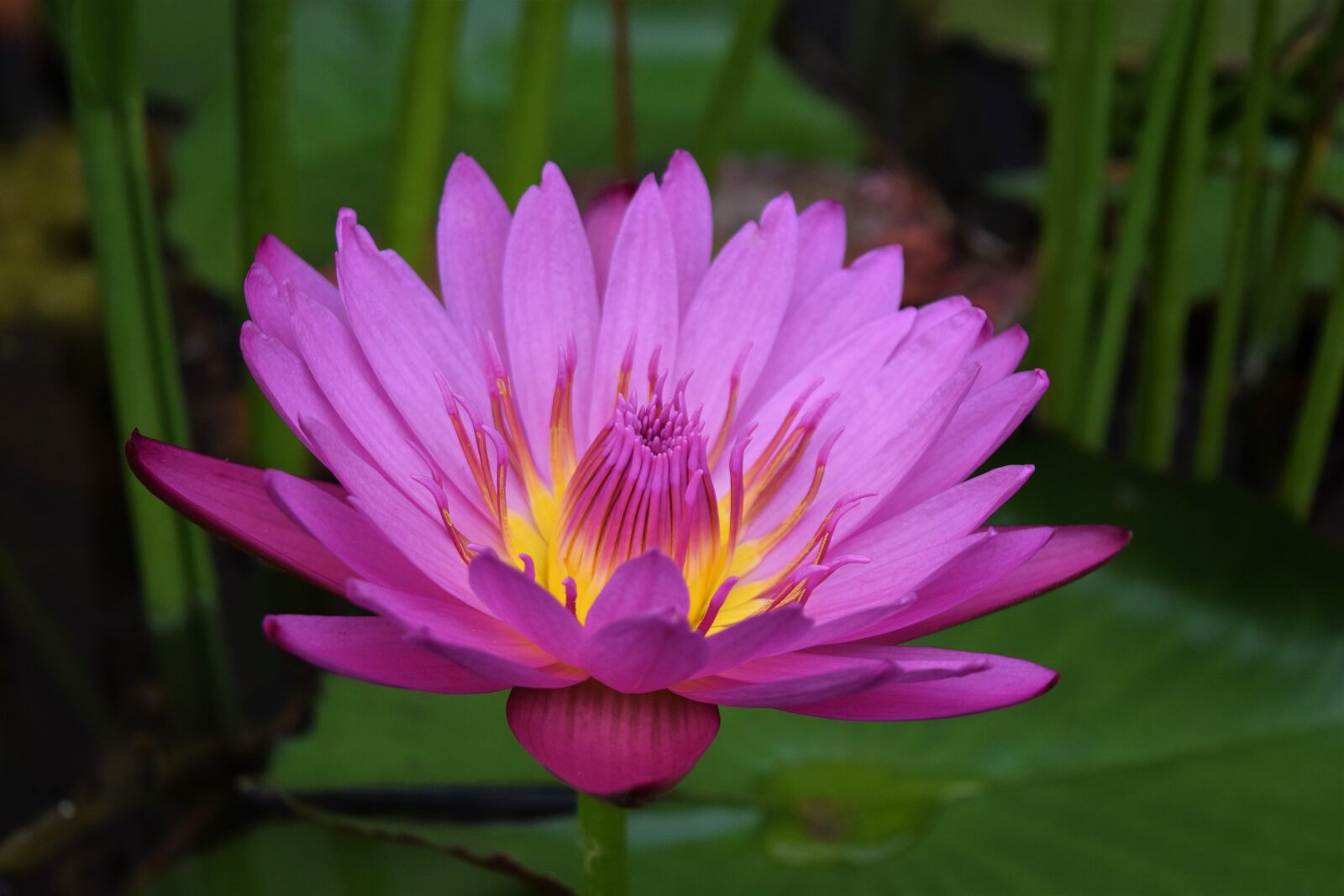 Nikon D3300 sample photo. Flower, water, pond photography