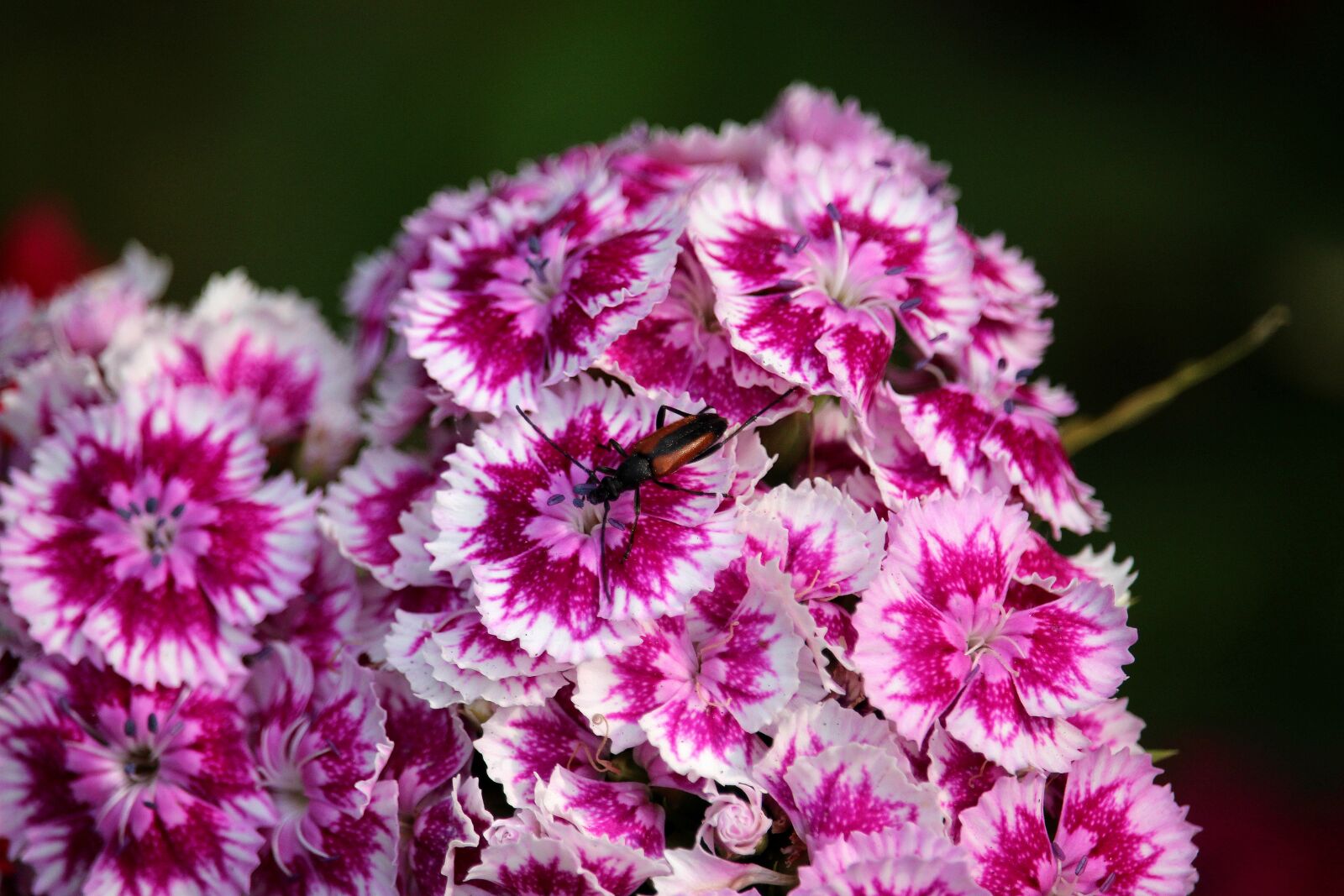 Canon EOS 700D (EOS Rebel T5i / EOS Kiss X7i) sample photo. Beetle, sweet william, pink photography
