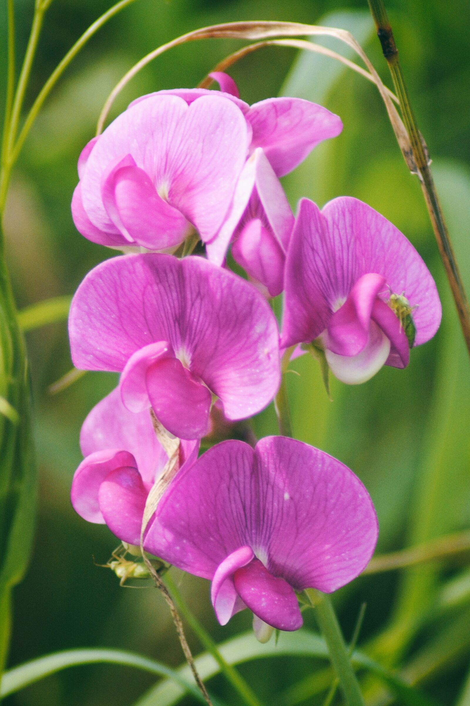 Nikon D3000 sample photo. Vetch, wild vetch, pink photography
