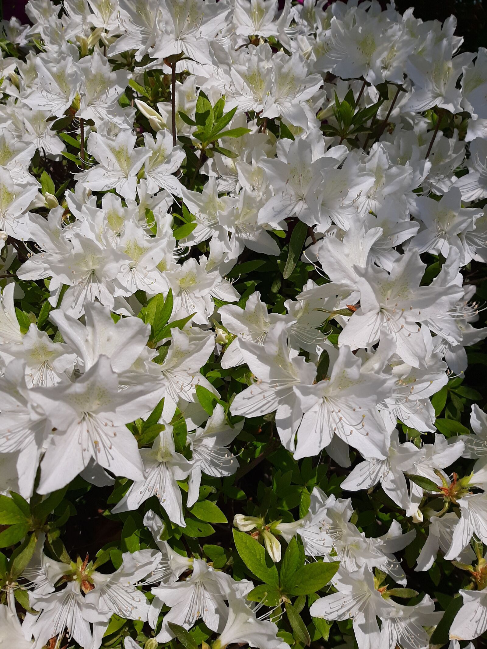 Samsung Galaxy A50 sample photo. White flowers, spring, sunny photography