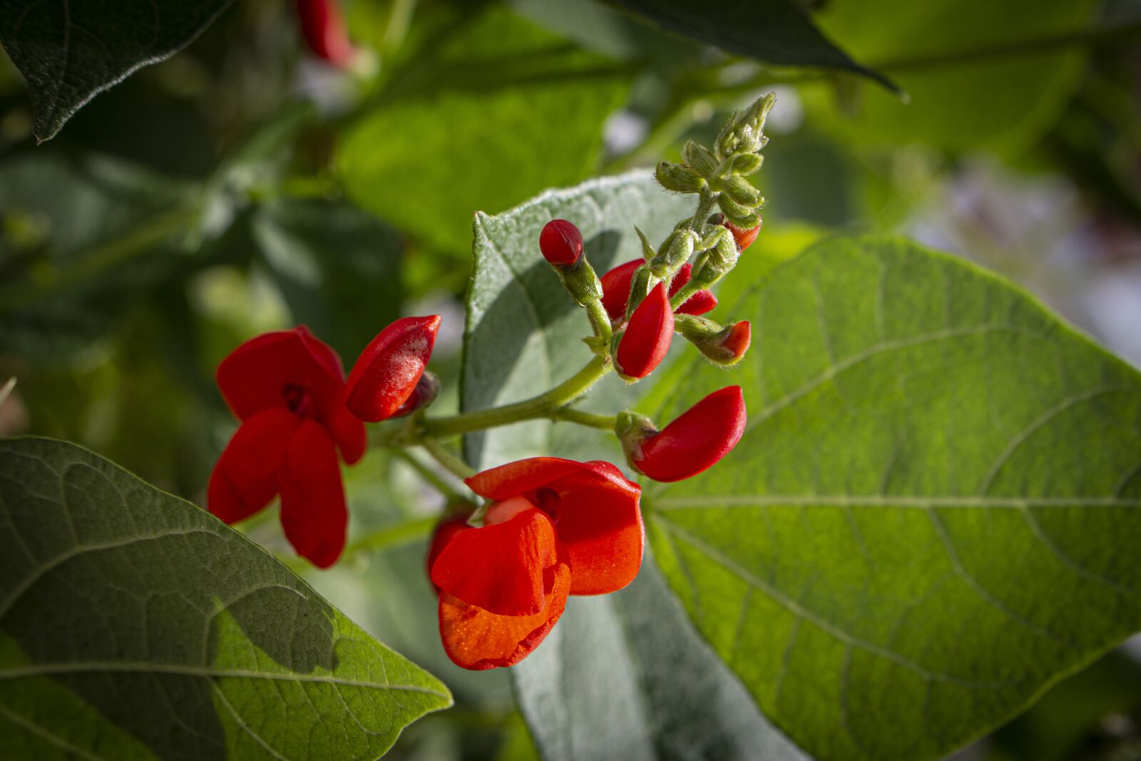 Canon EOS 700D (EOS Rebel T5i / EOS Kiss X7i) sample photo. Beans, bean, flowers photography