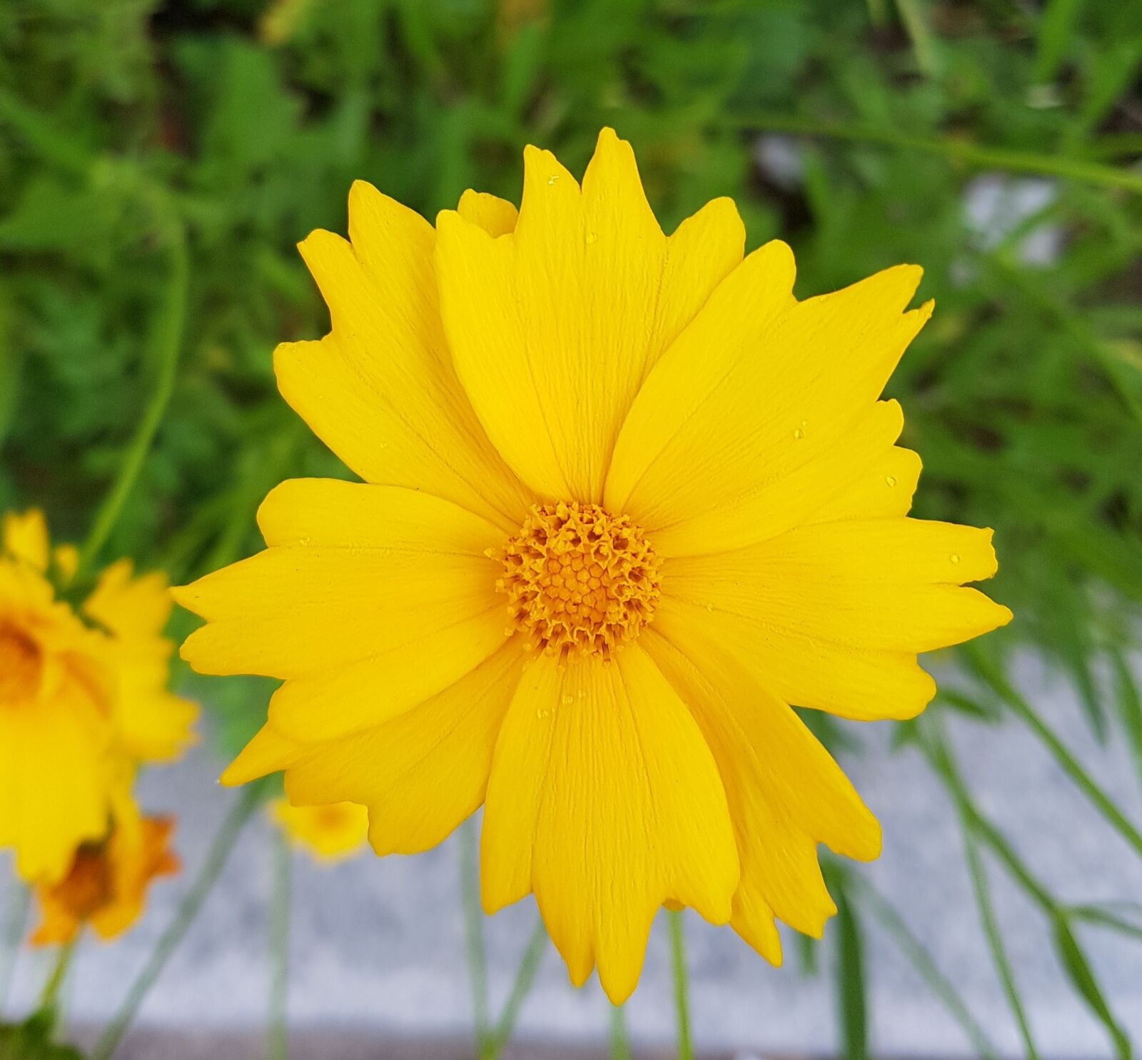 Samsung Galaxy S7 Edge sample photo. Cosmos, avenue, yellow flower photography