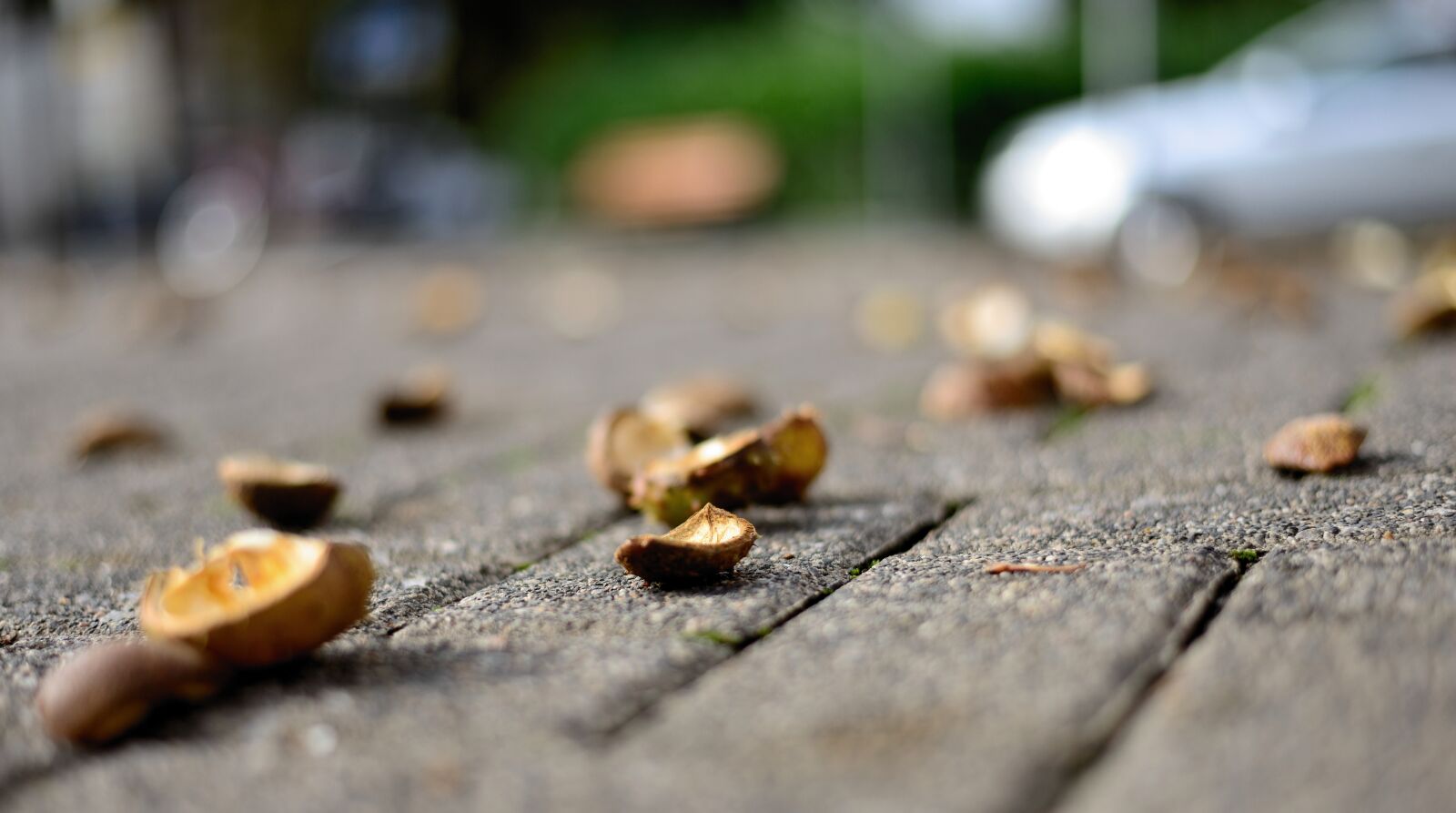 Nikon D610 sample photo. Chestnut shells, road, away photography