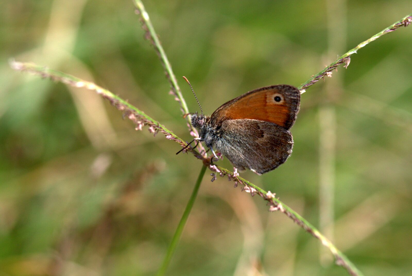 Canon EF-S 60mm F2.8 Macro USM sample photo. Butterfly, wings, coloring photography