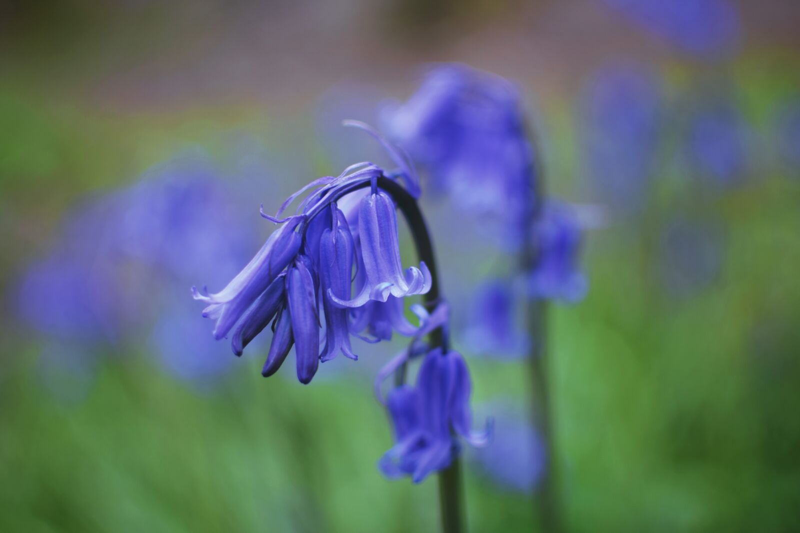 Nikon D5300 sample photo. Bluebells, flowers, field photography