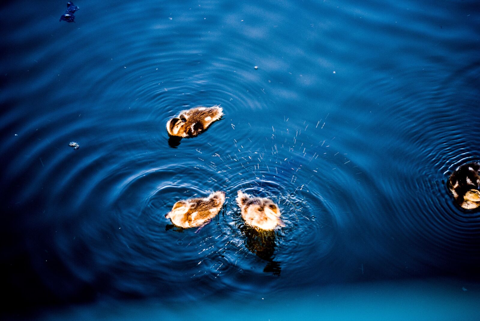 Nikon D3000 sample photo. Ducks, blue, water photography
