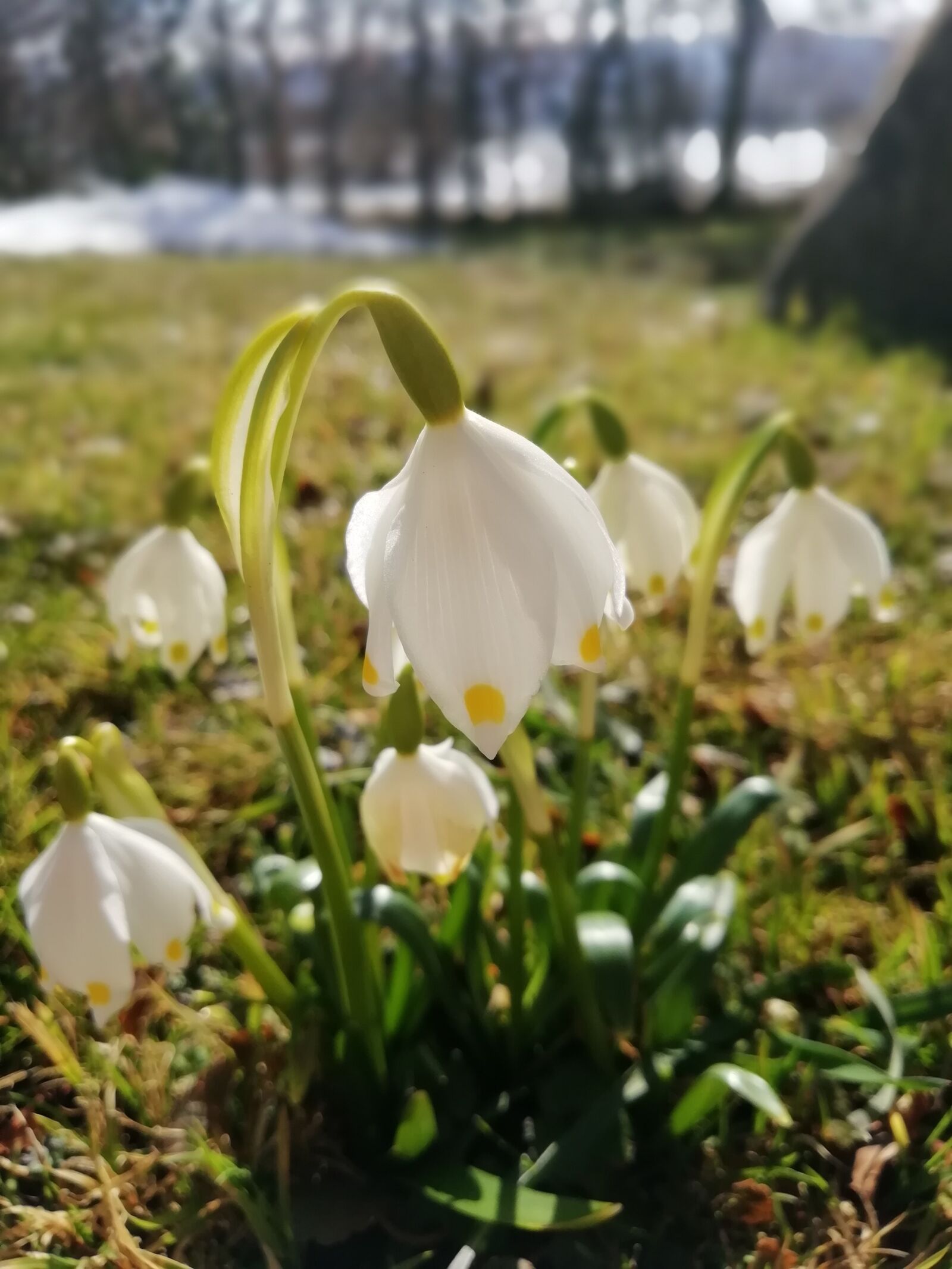 HUAWEI Honor 9 Lite sample photo. Snowflake, spring, flower photography