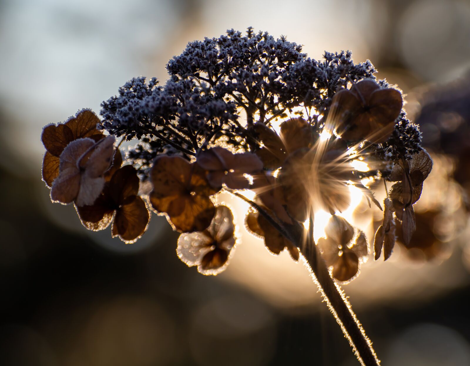 Canon EOS 200D (EOS Rebel SL2 / EOS Kiss X9) sample photo. Plate hydrangea, winter, ice photography