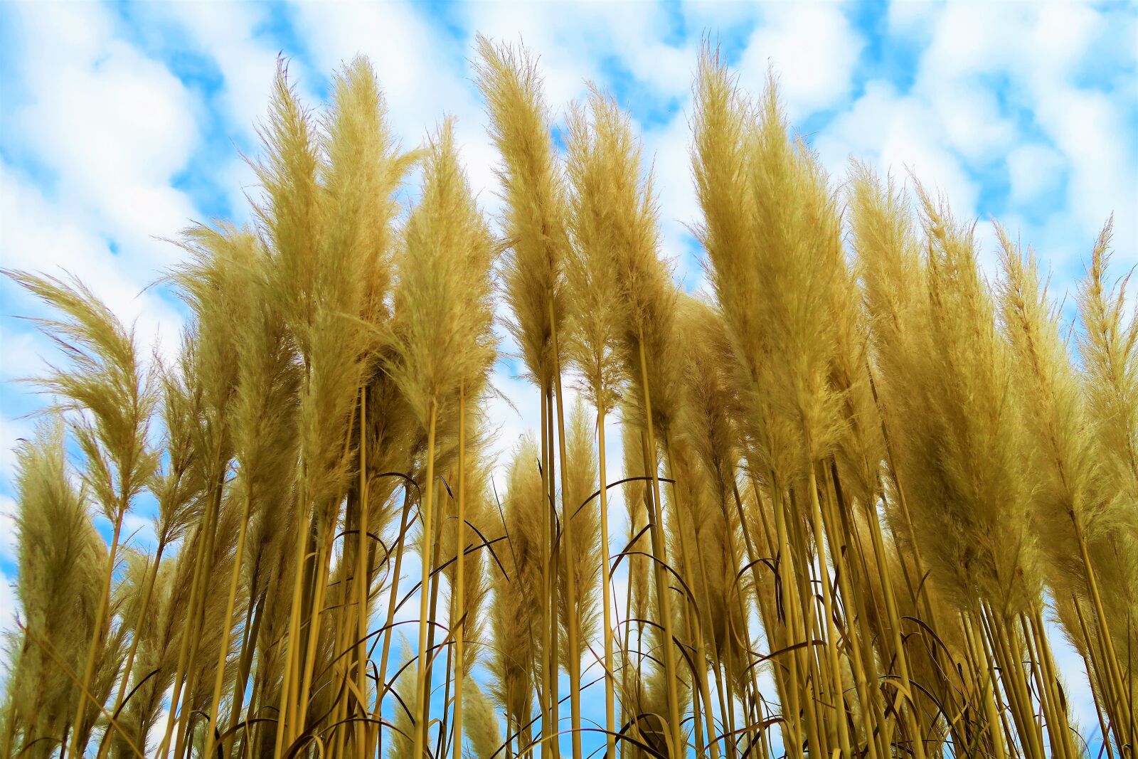 Canon PowerShot G7 X sample photo. Reed, plant, nature photography