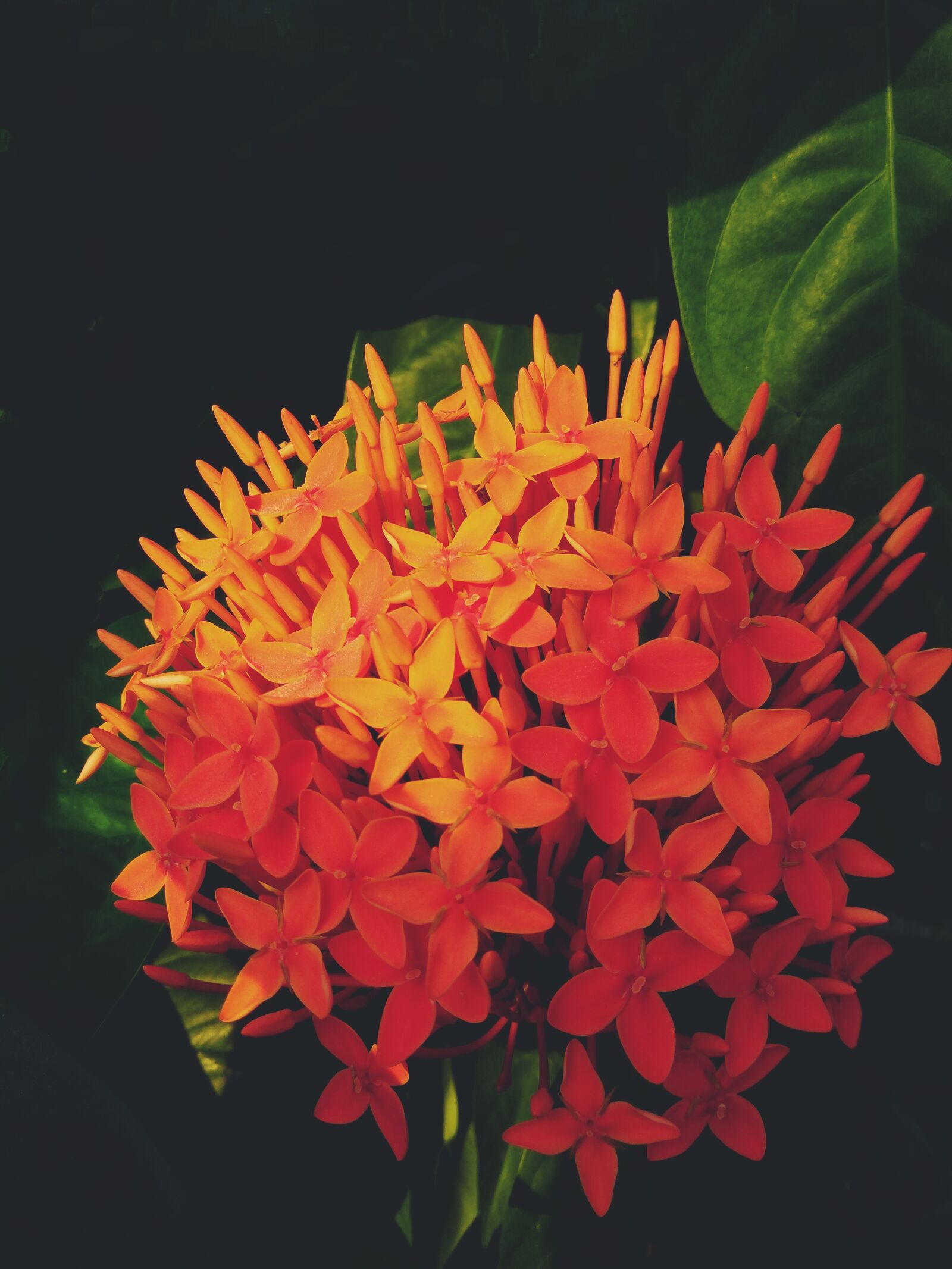 Xiaomi Redmi Note3 sample photo. Flower, red, orange photography
