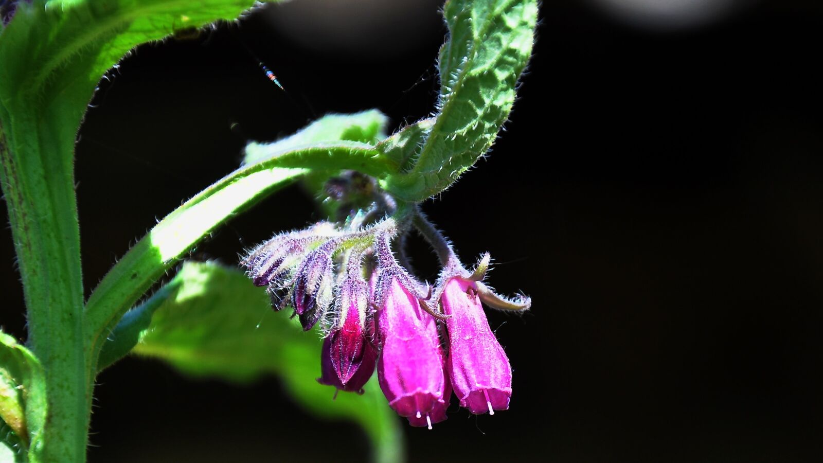 Nikon D90 sample photo. Comfrey, spring, nature photography