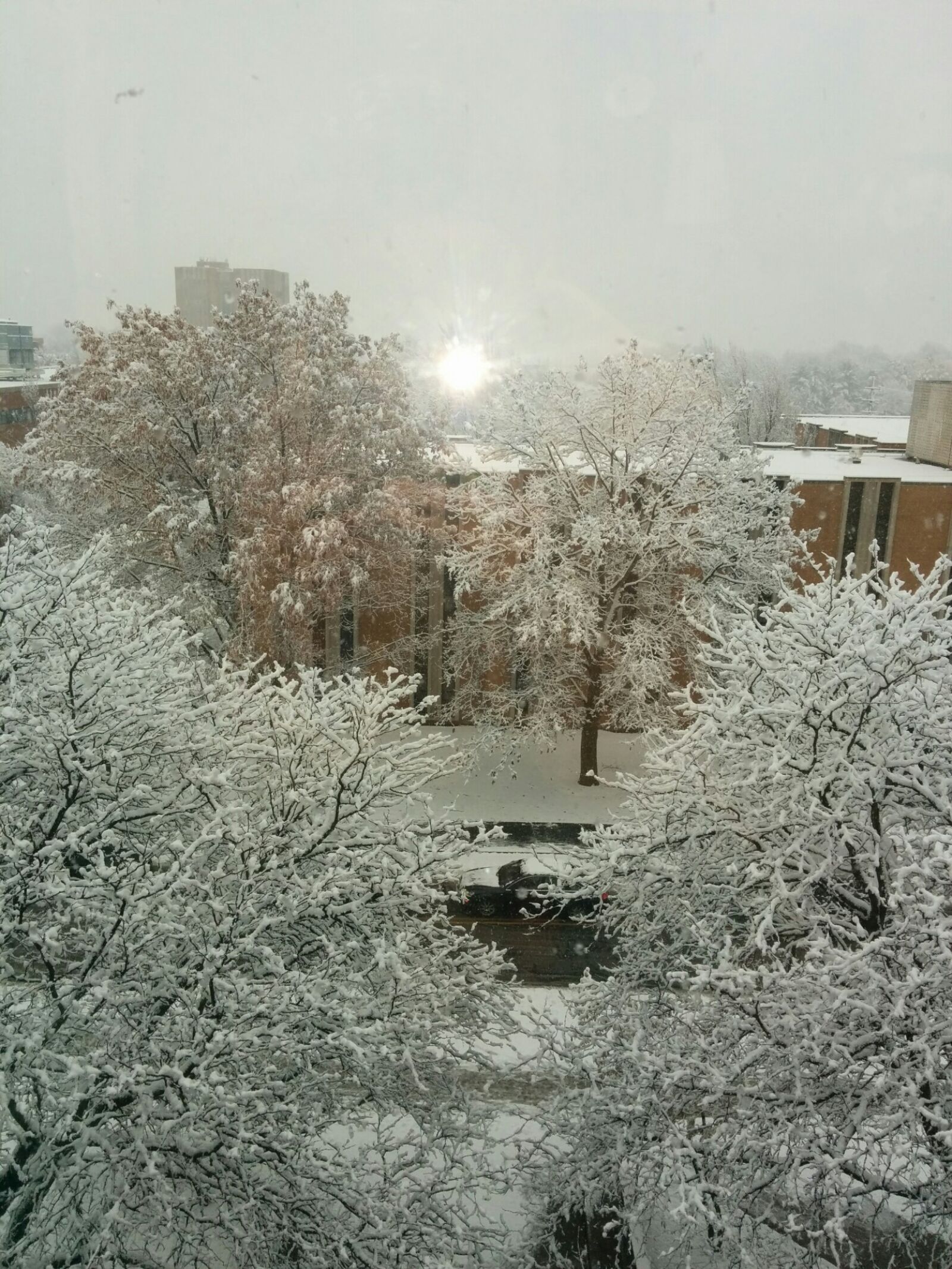 LG Nexus 5 sample photo. Snow, covered, trees, and photography