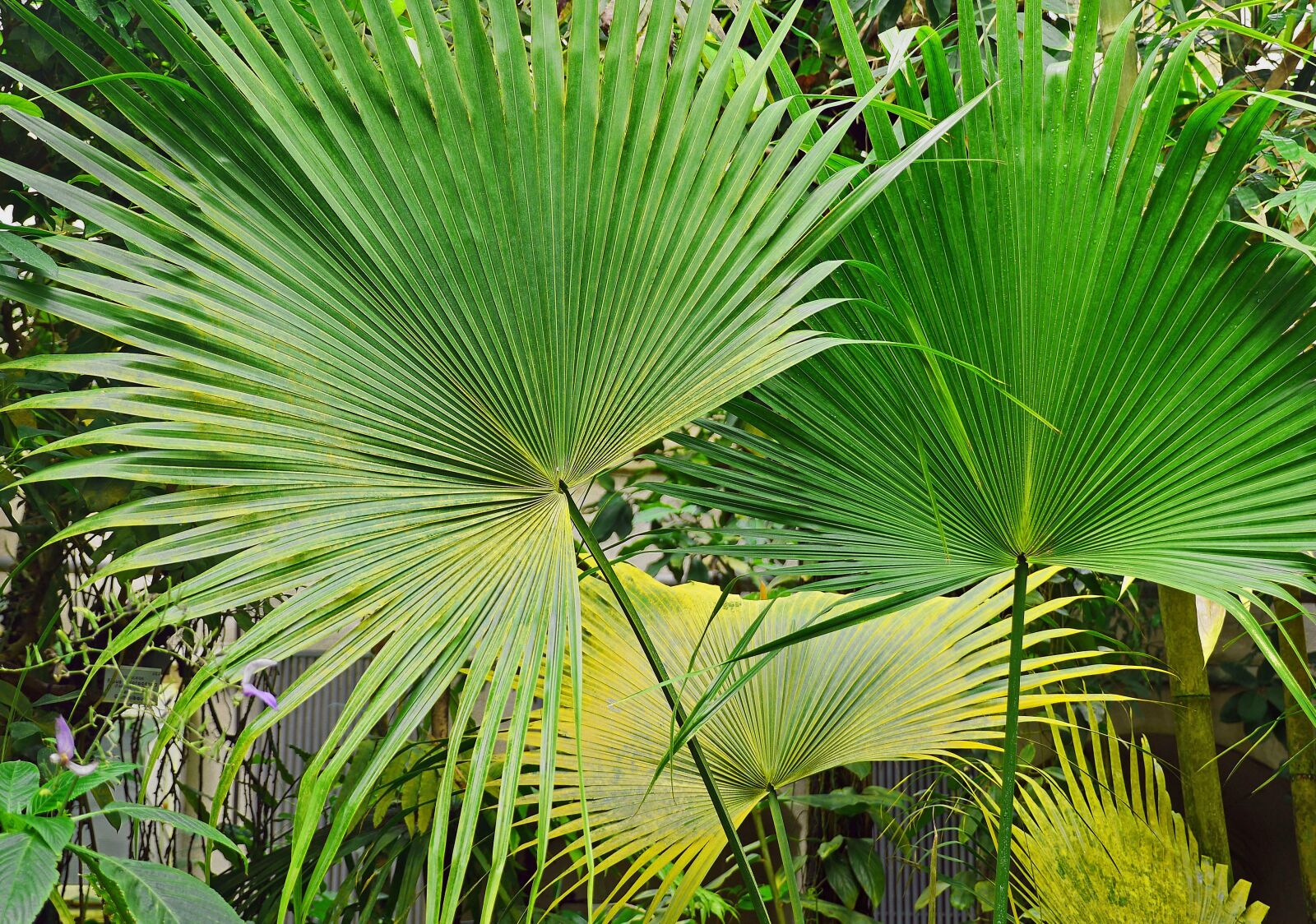 Panasonic Lumix DMC-GH3 sample photo. In the tropical house photography