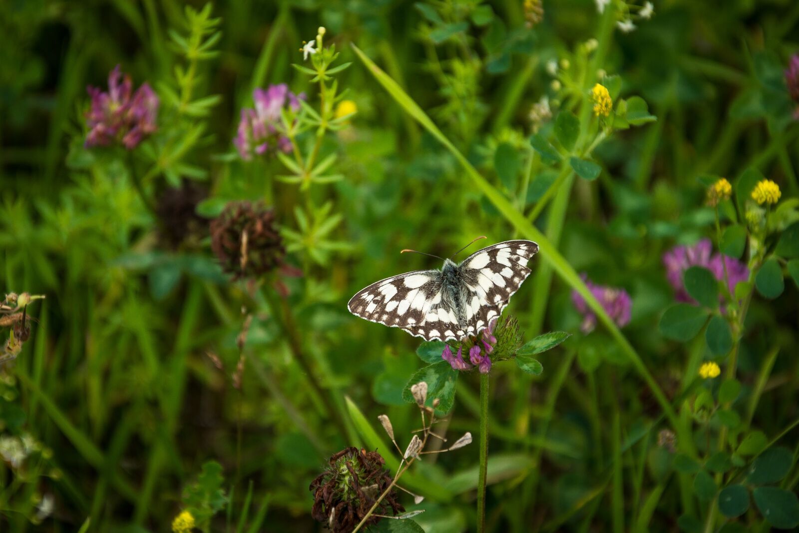 Nikon D7200 sample photo. Butterfly, flowers, flower meadow photography